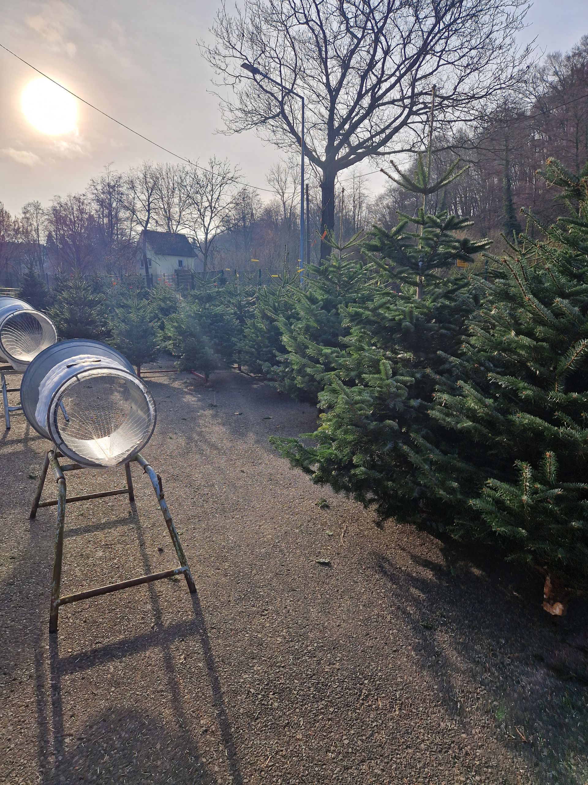 Eine Reihe von Weihnachtsbäumen steht auf einer Schotterstraße.