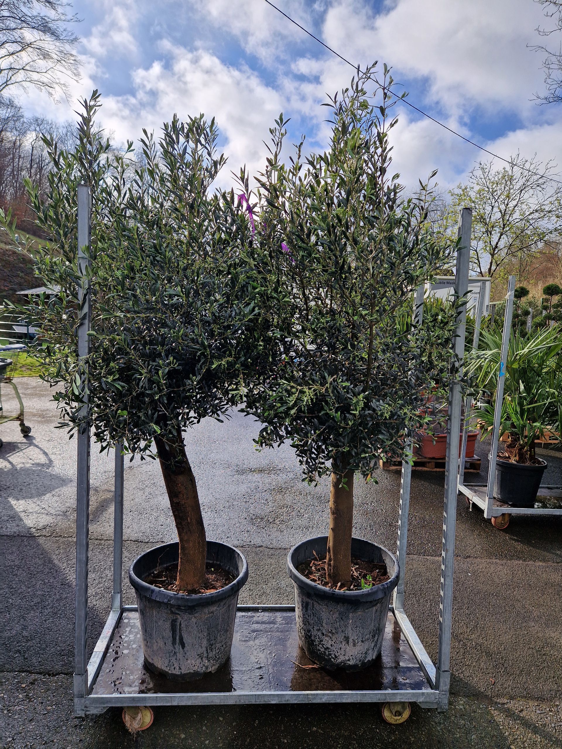 Zwei Topfbäume stehen auf einem Wagen.