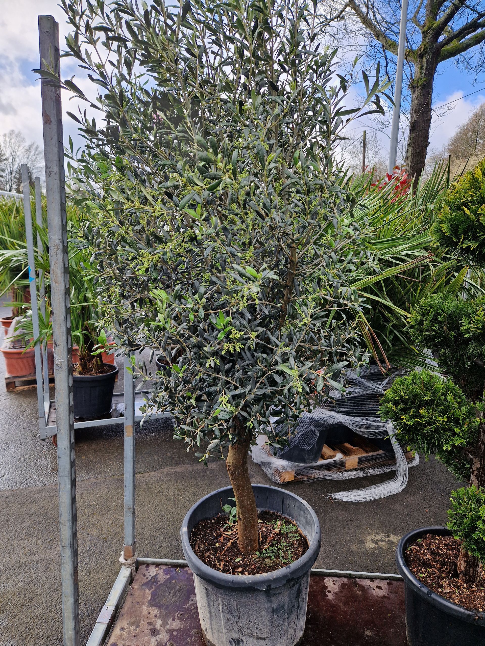 Auf einem Tisch steht ein großer Olivenbaum in einem Topf.