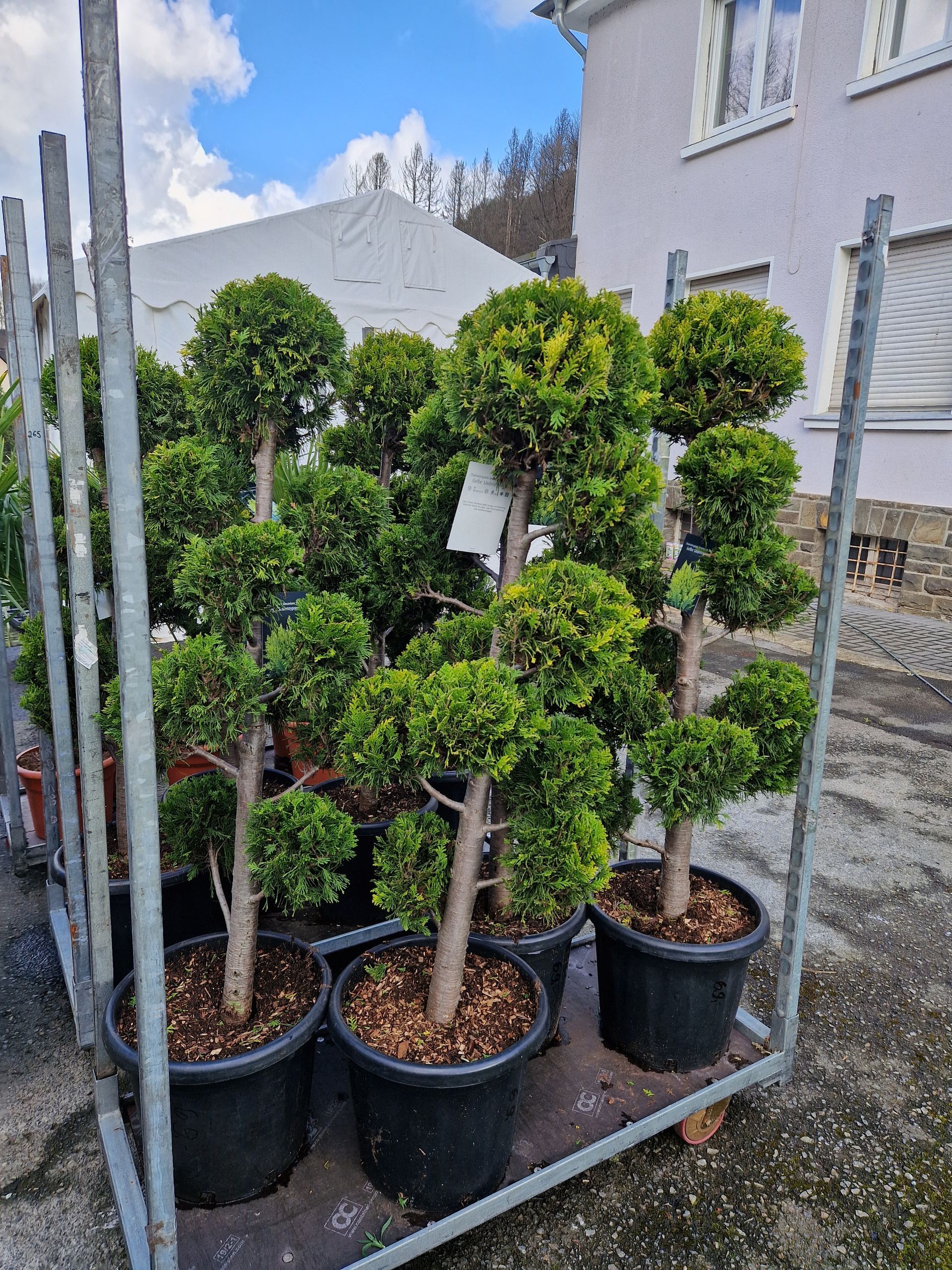 Ein Haufen Topfpflanzen steht auf einem Karren vor einem Haus.