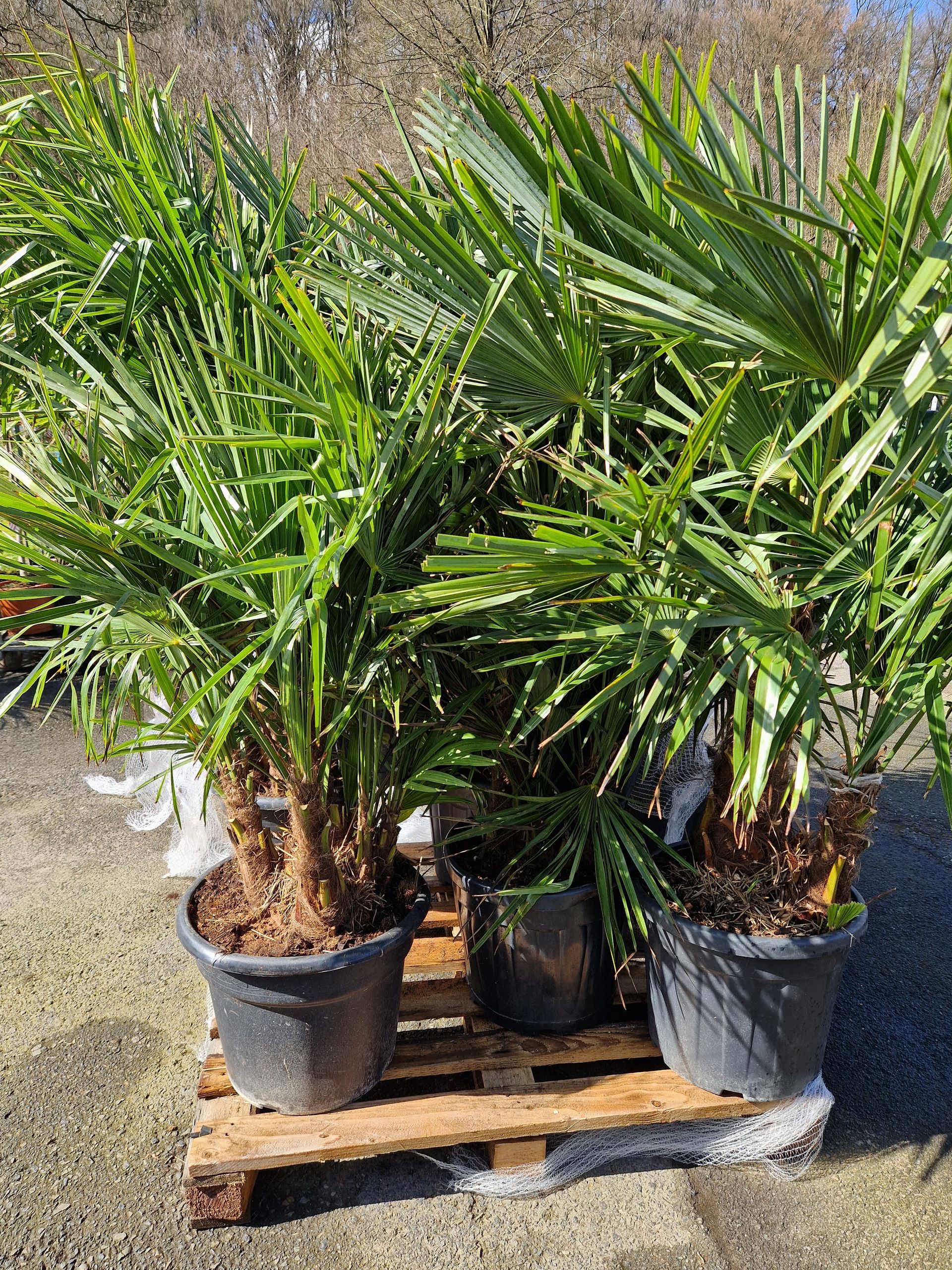 Eine Gruppe von Topfpalmen steht auf einer Holzpalette.