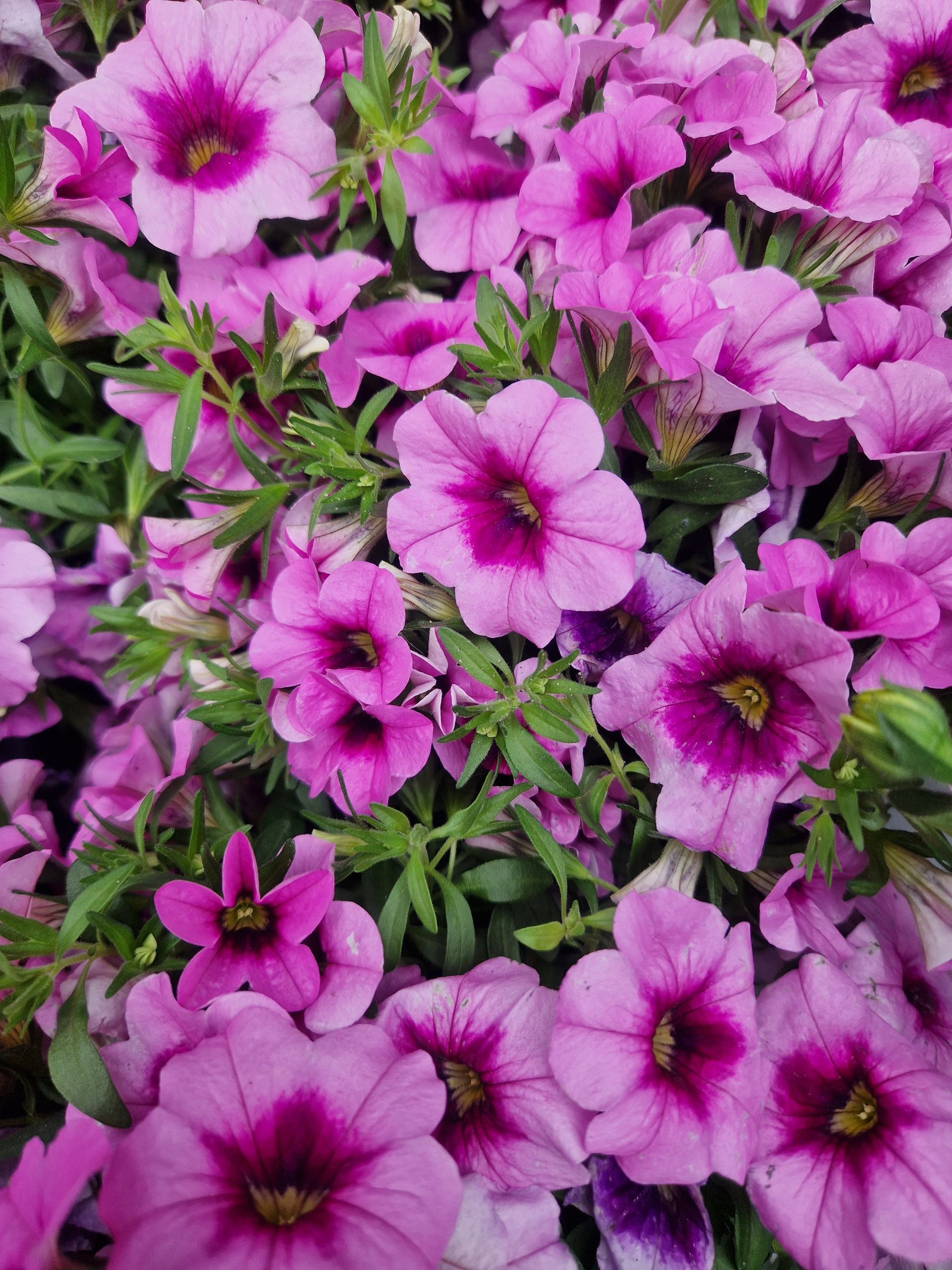 Ein Strauß rosa Blumen mit violetter Mitte