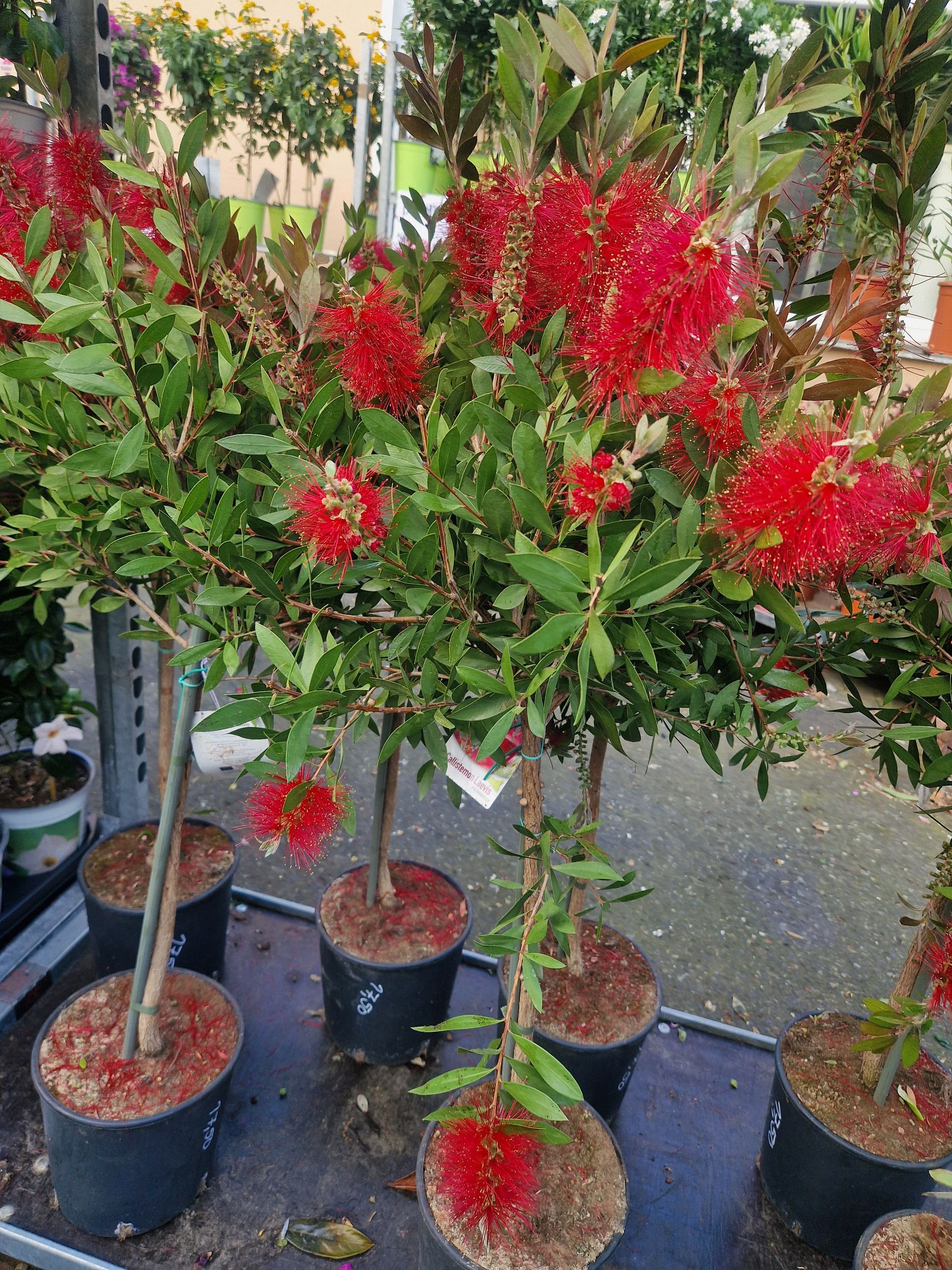 Ein Haufen Topfpflanzen mit roten Blüten darauf