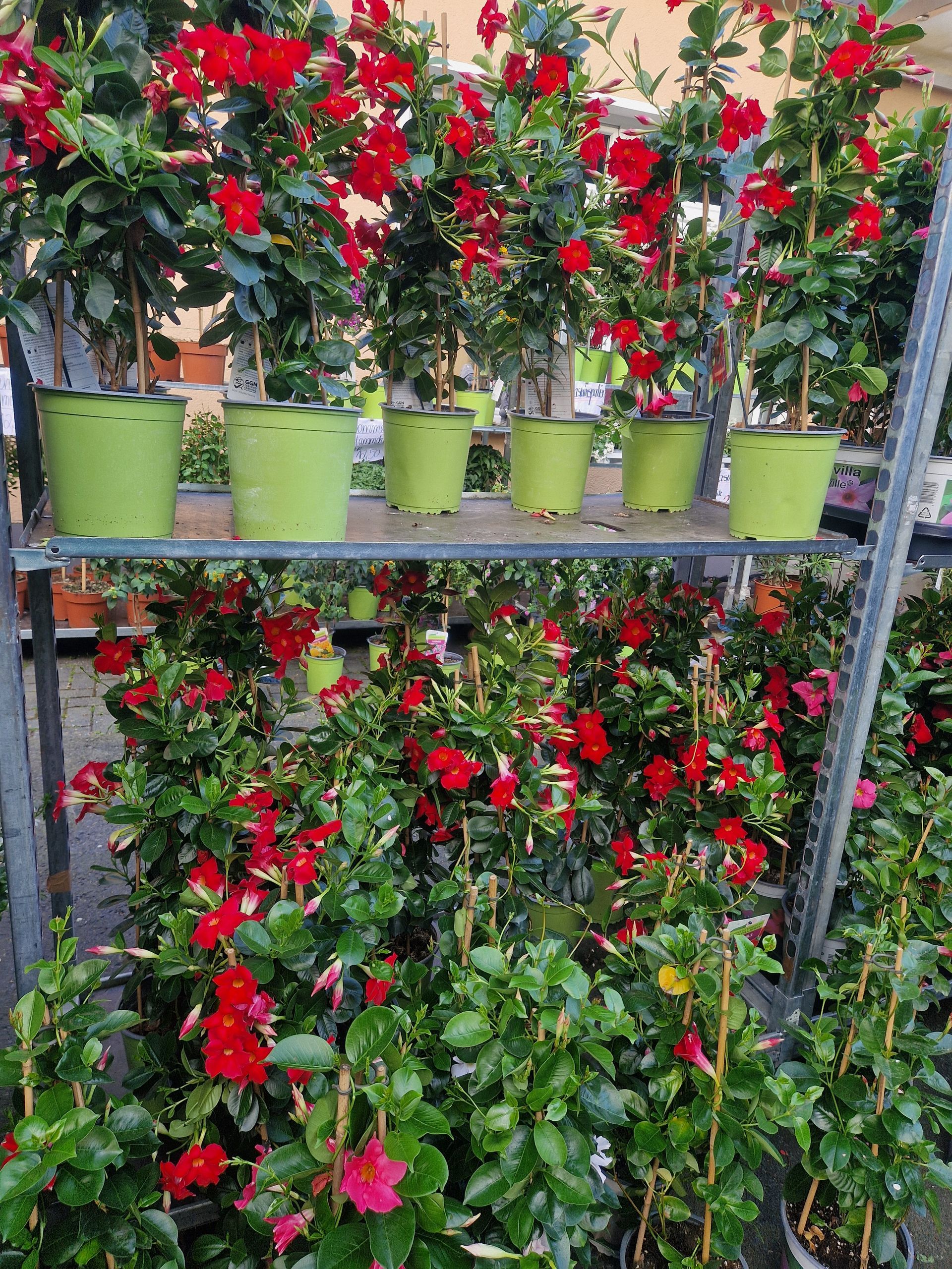 Ein Regal voller Topfpflanzen mit roten Blüten