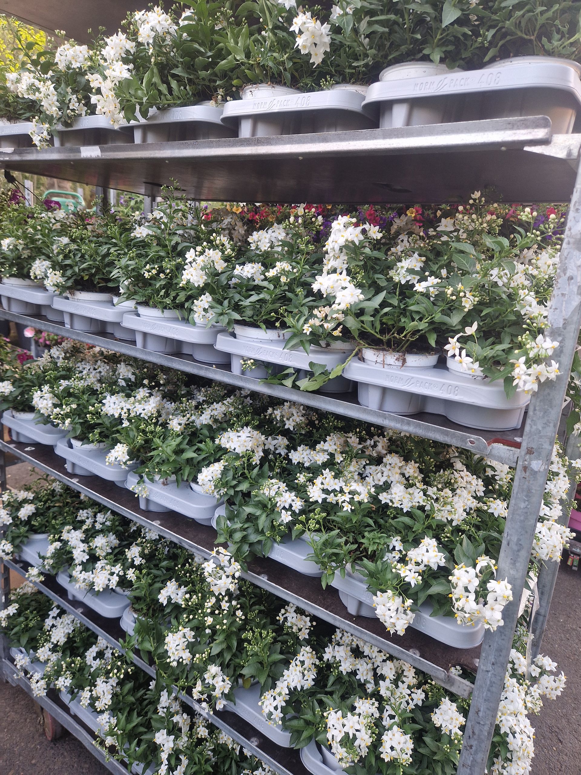 Eine Reihe von Regalen voller Topfpflanzen und weißen Blumen.