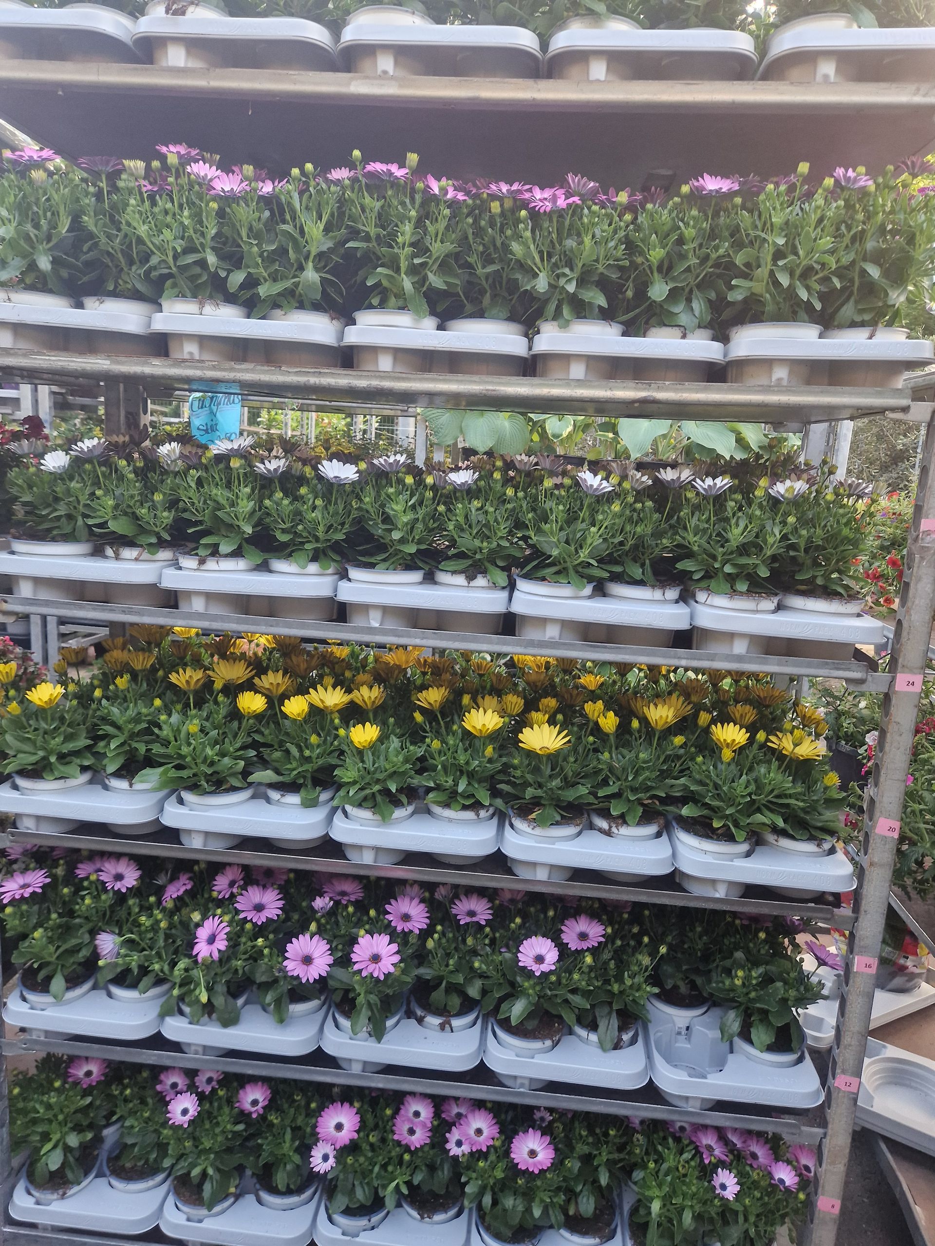 Ein Regal mit vielen Topfblumen.