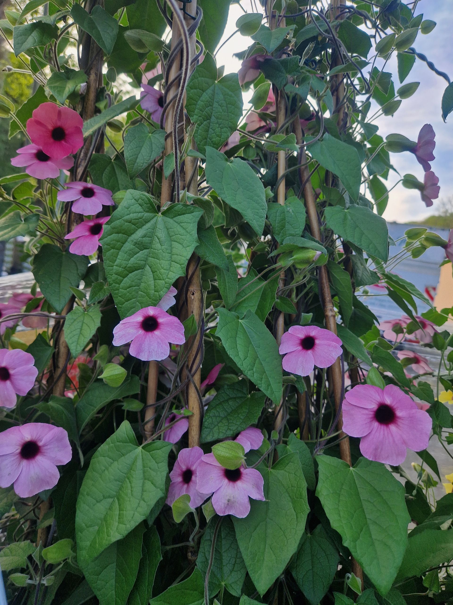 Ein Busch mit rosa Blüten und grünen Blättern