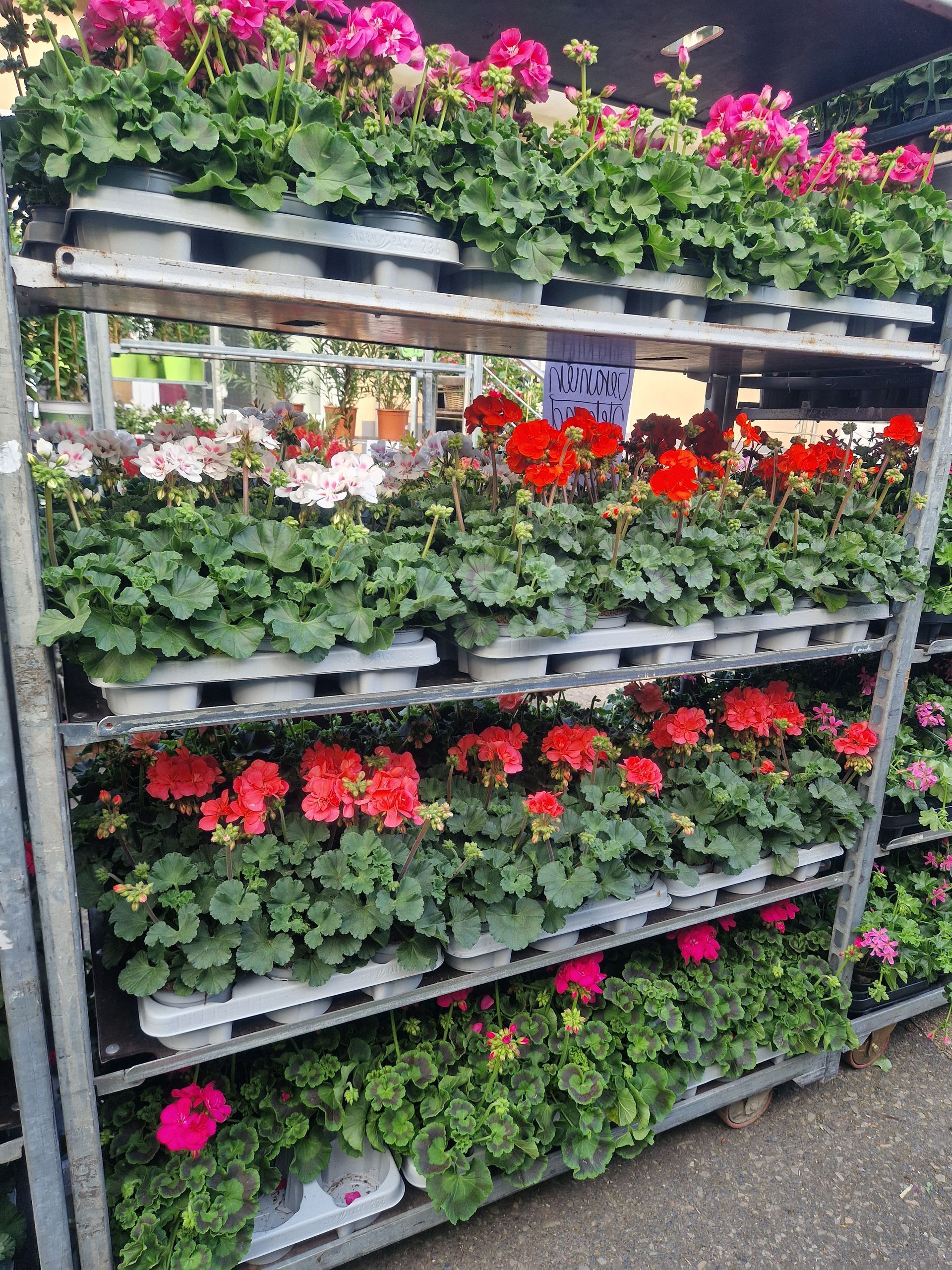 Eine Reihe von Regalen voller Topfpflanzen und Blumen.