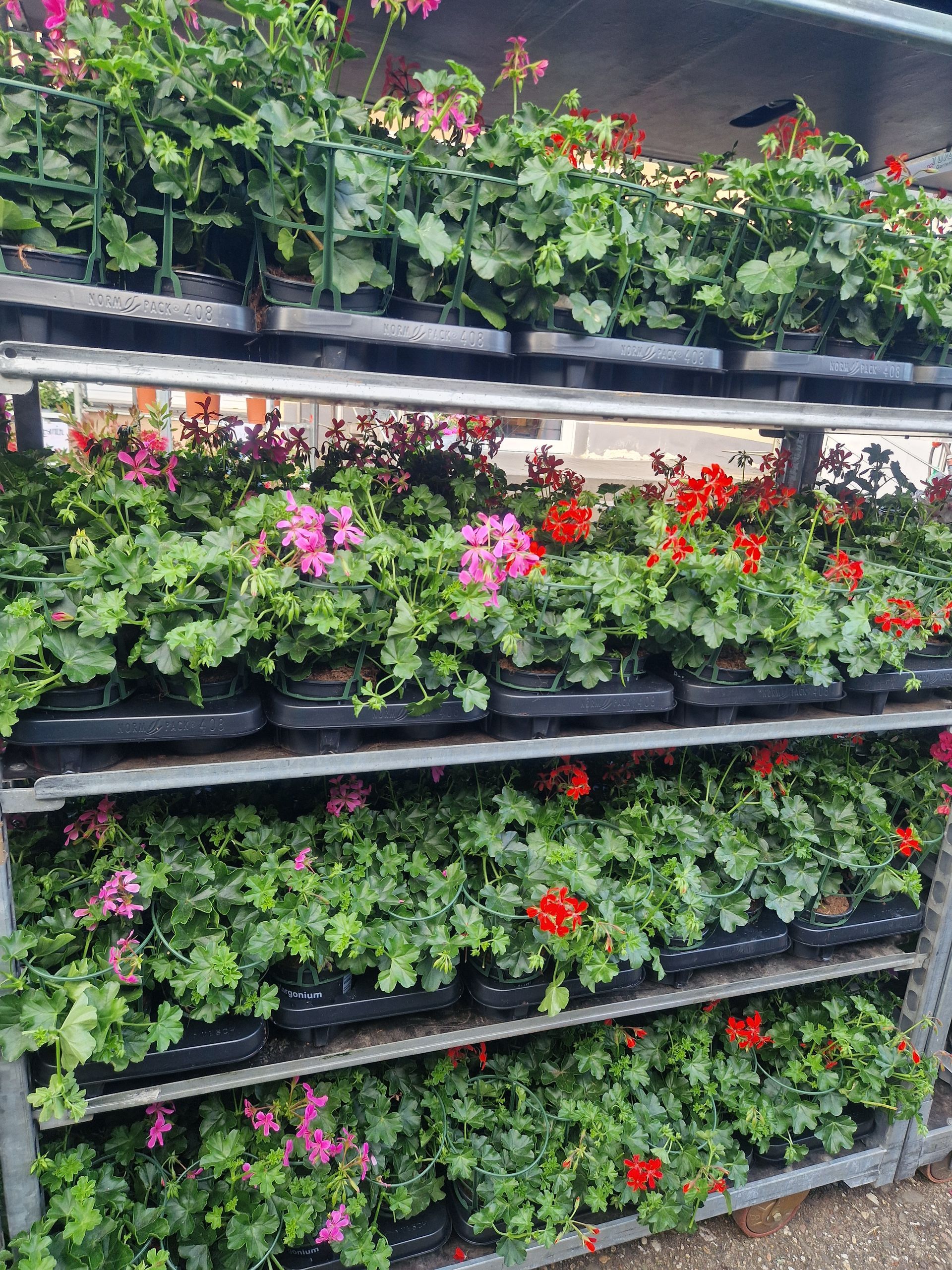 Ein Regal mit vielen Topfpflanzen und Blumen.