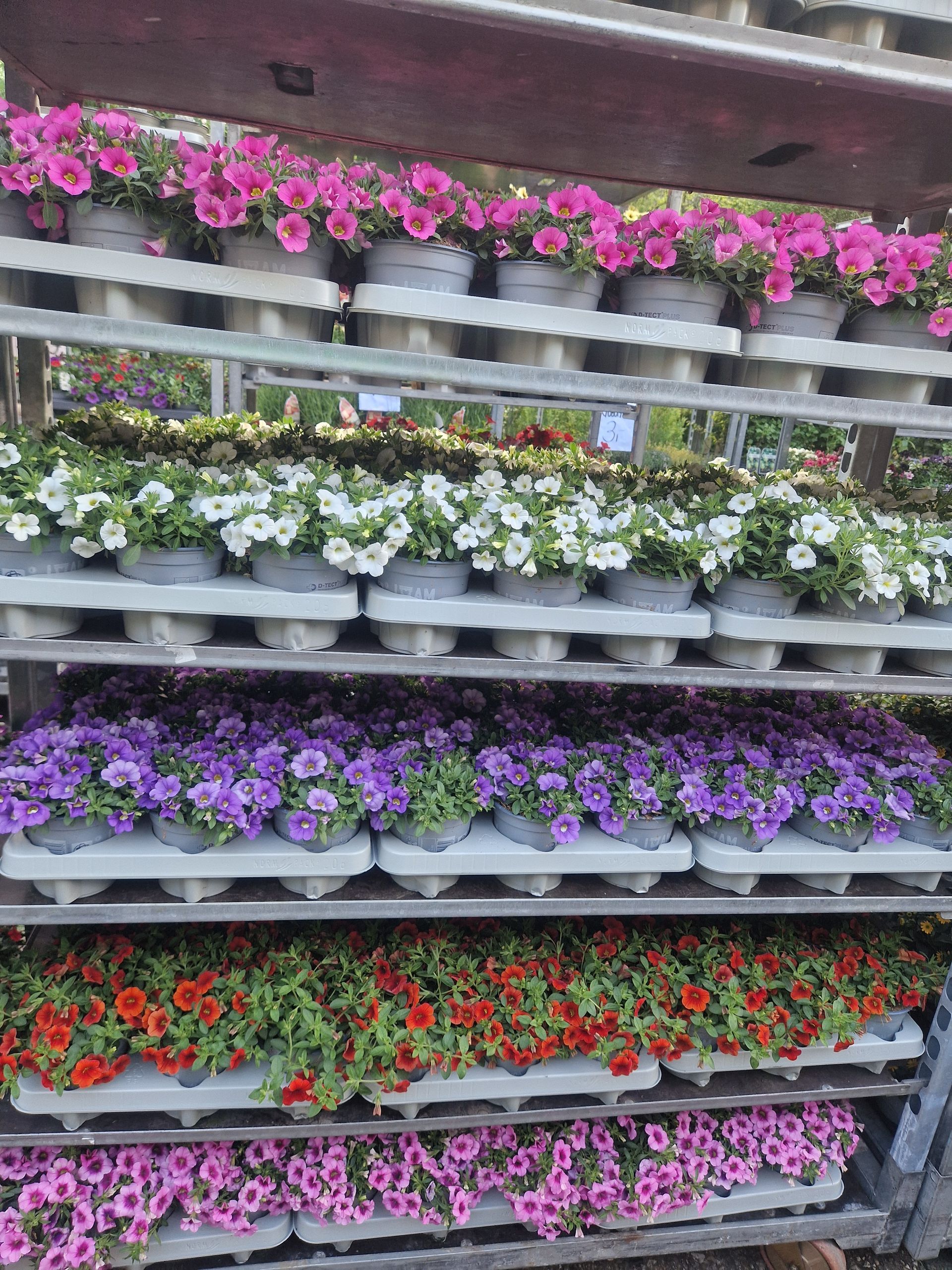 In den Regalen stehen viele unterschiedliche Blumensorten.