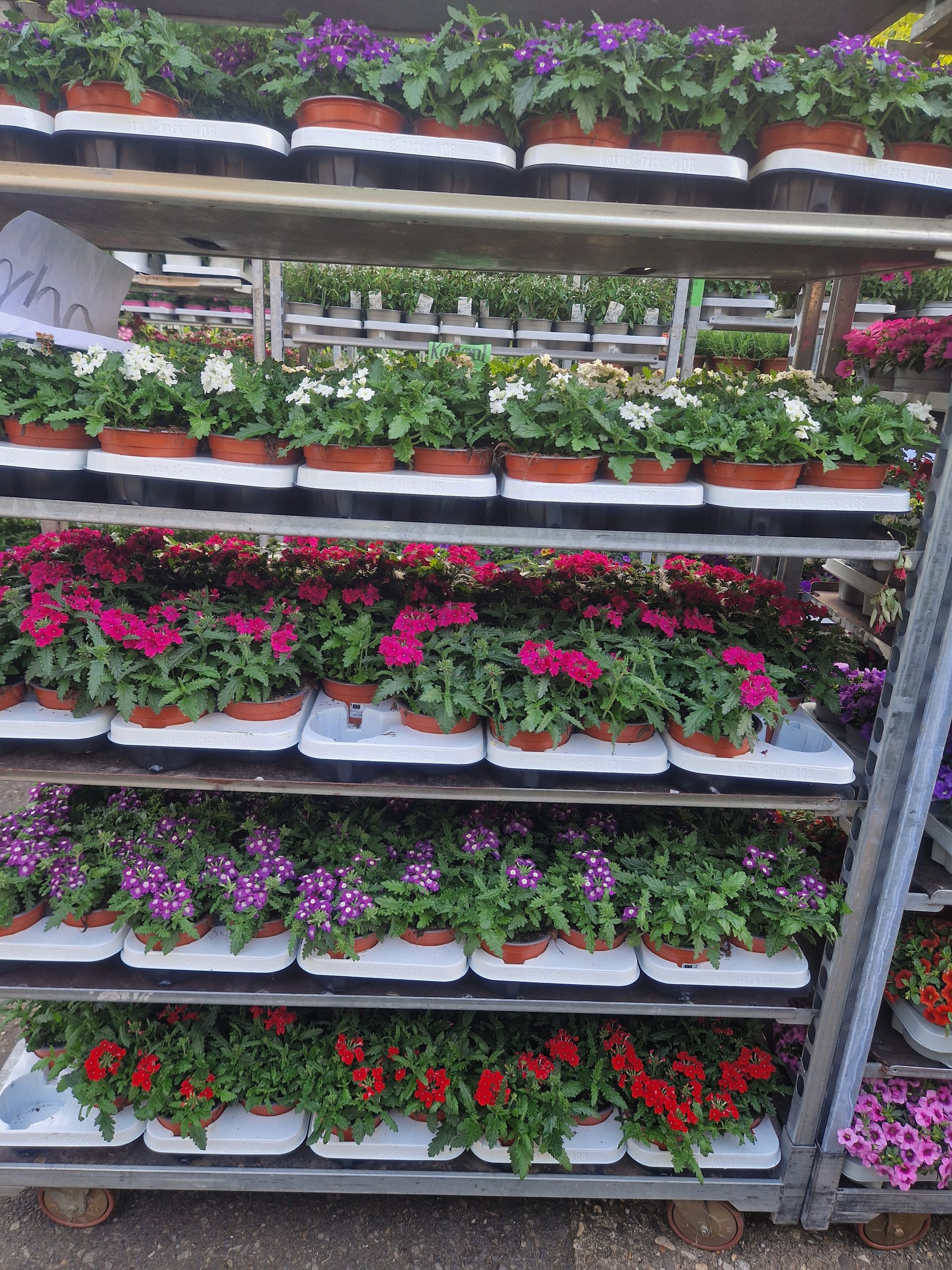 In den Regalen stehen viele unterschiedliche Blumensorten.