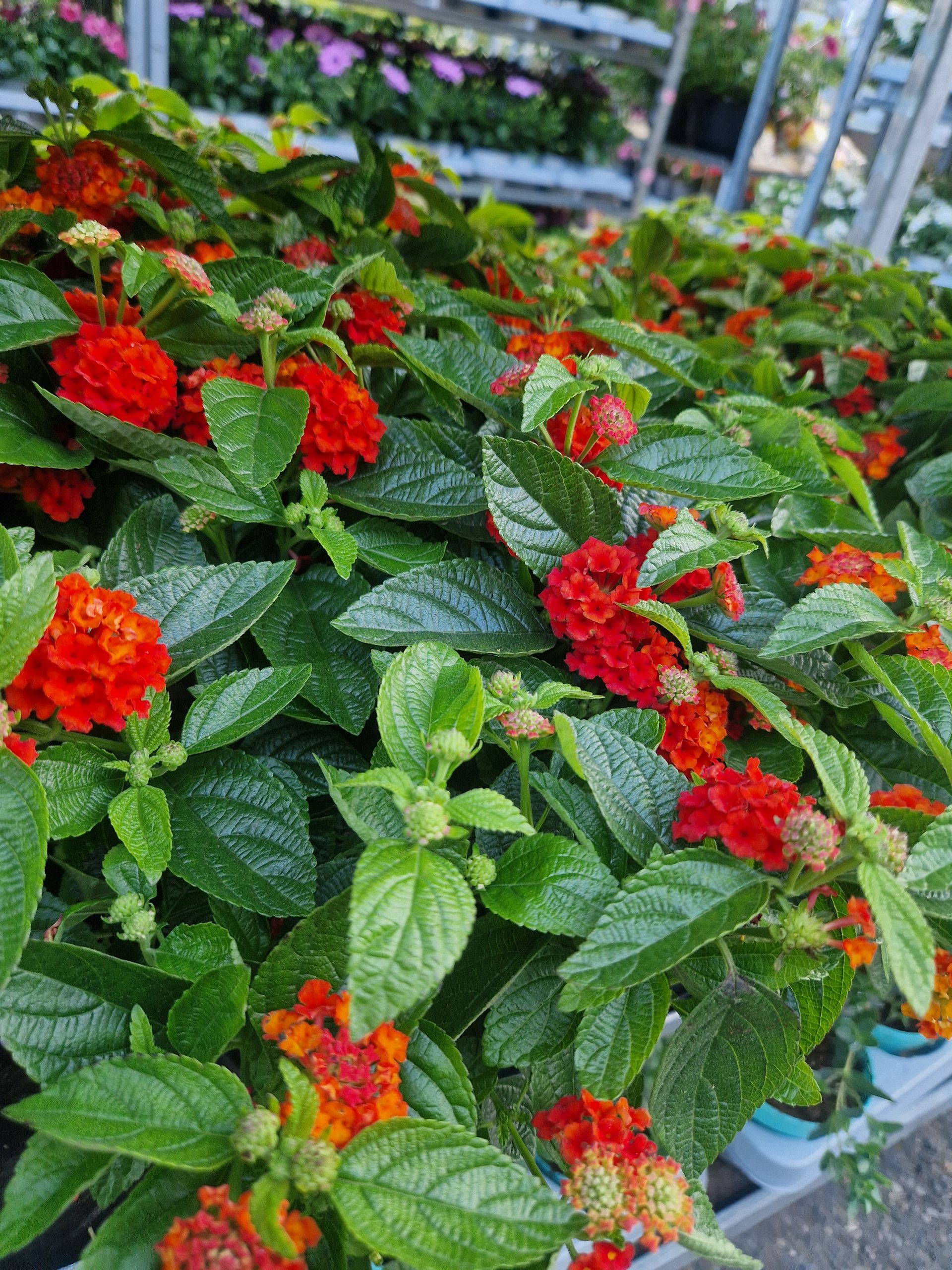 Ein Strauß roter Blumen wächst auf einer Pflanze mit grünen Blättern.