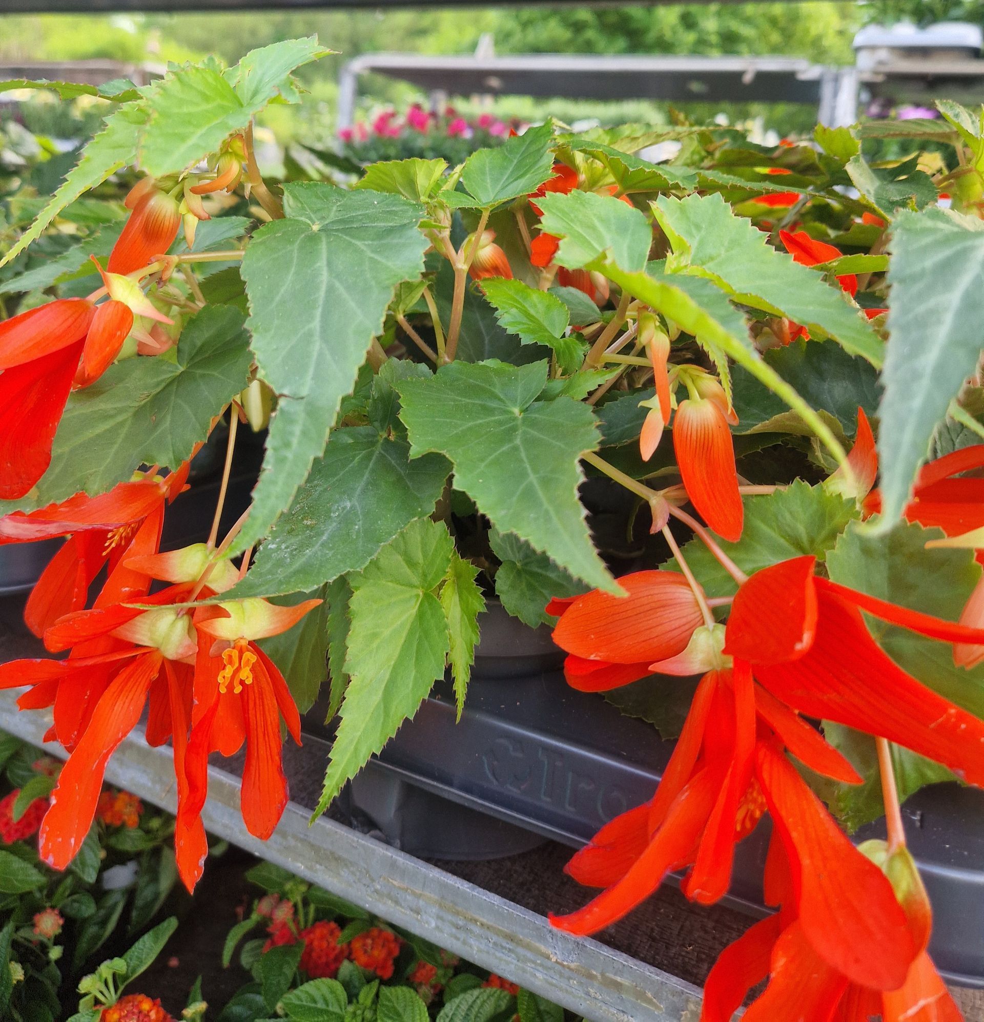 Eine Nahaufnahme einer Pflanze mit roten Blüten und grünen Blättern