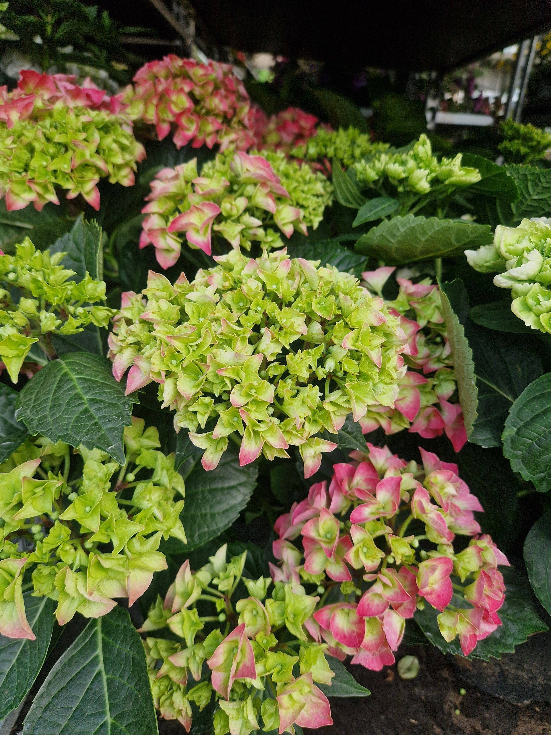 An einer Pflanze wächst ein Strauß grüner und rosa Blüten.