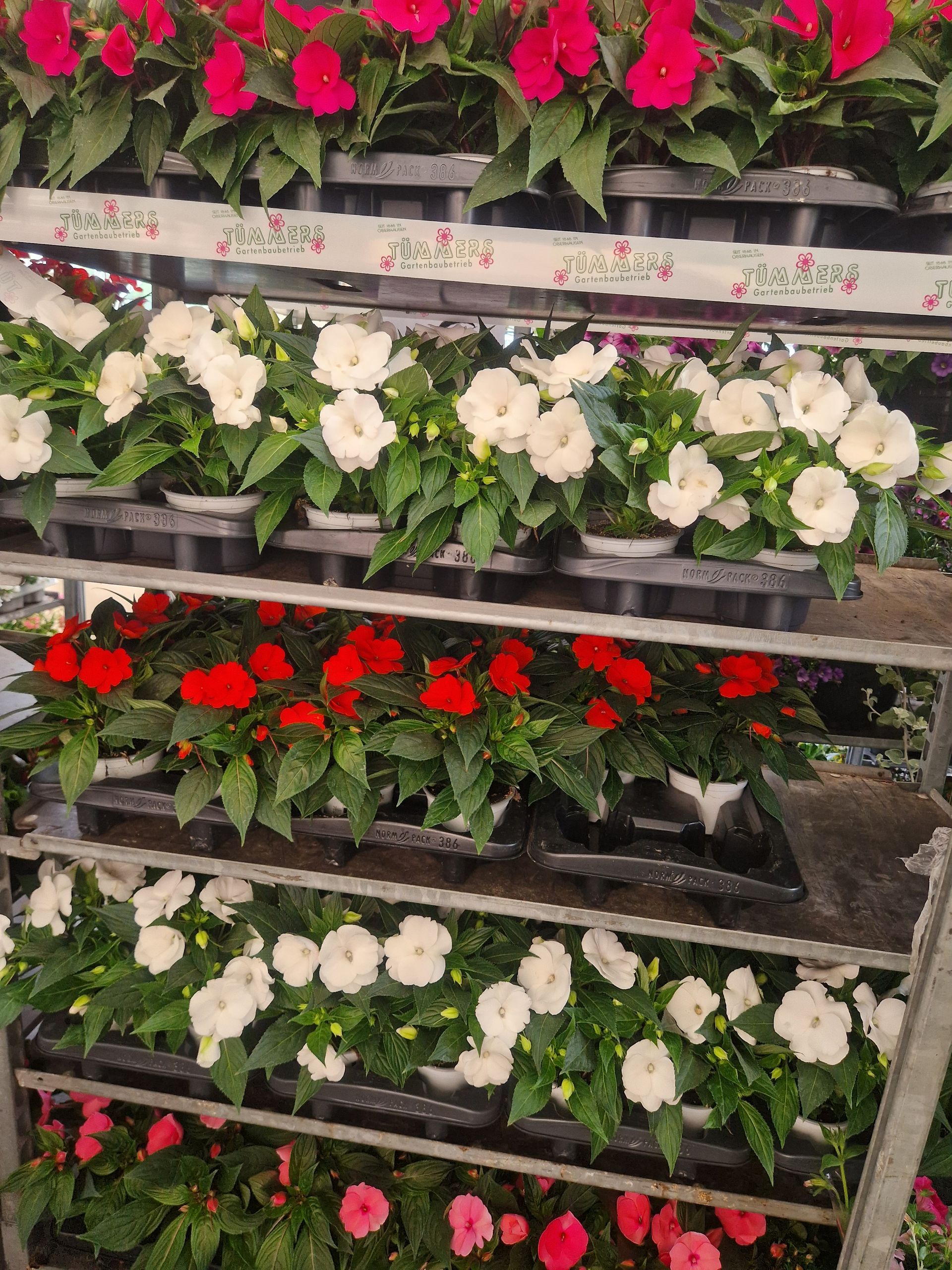 In den Regalen stehen viele unterschiedliche Blumensorten.