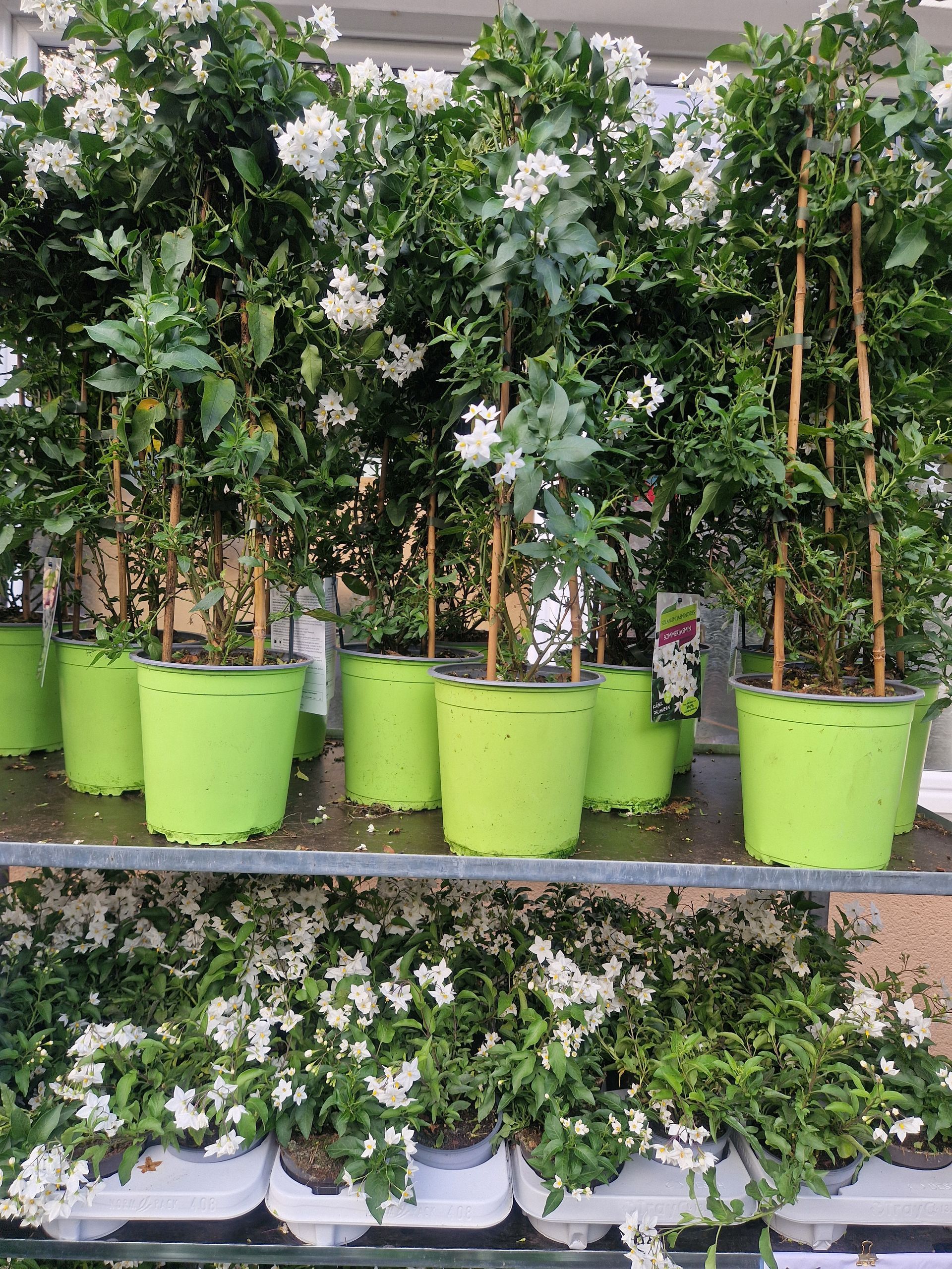 Ein Regal voller grüner Topfpflanzen mit weißen Blüten.