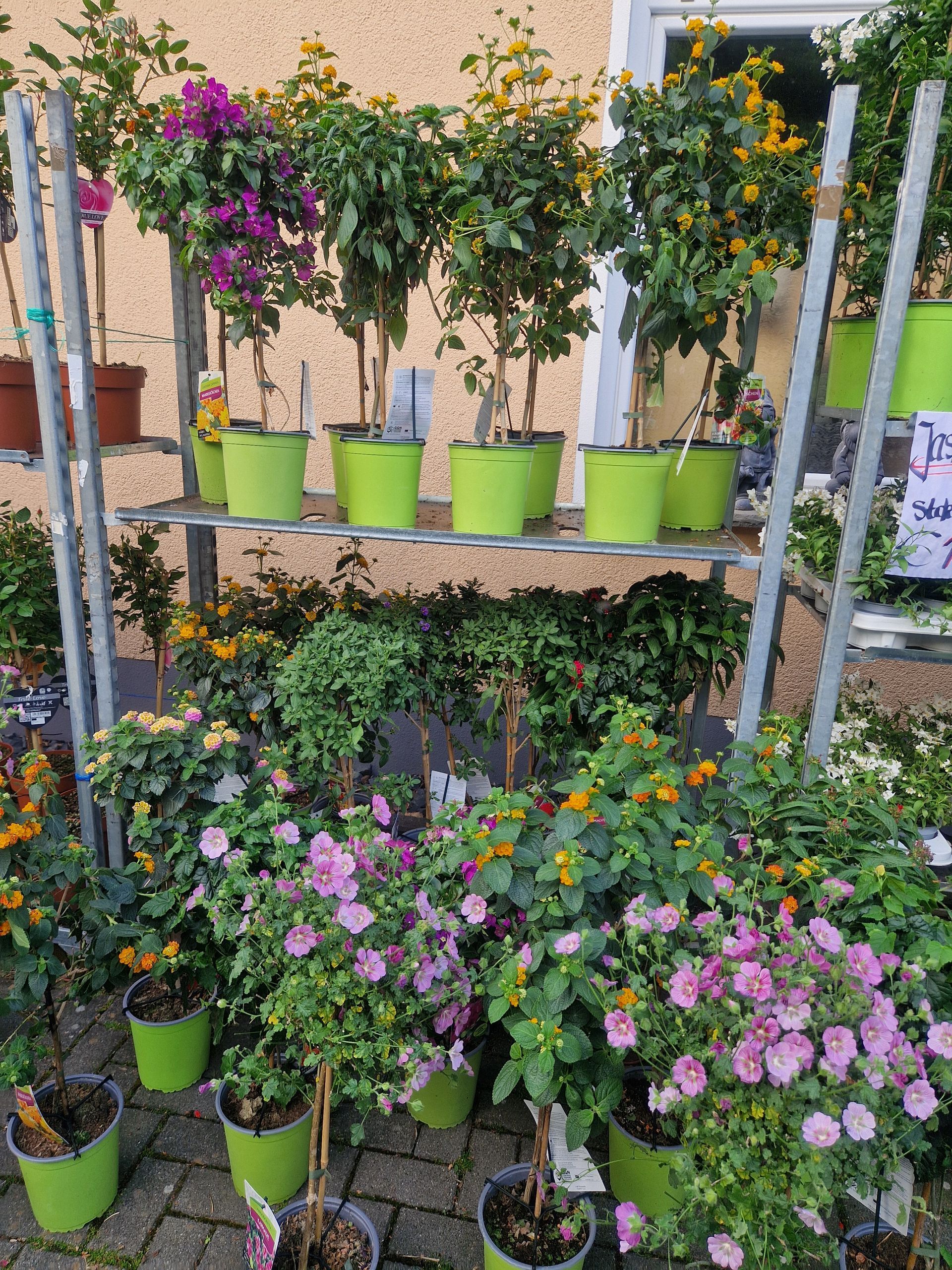 Ein Haufen Topfpflanzen steht aufgereiht auf einem Regal