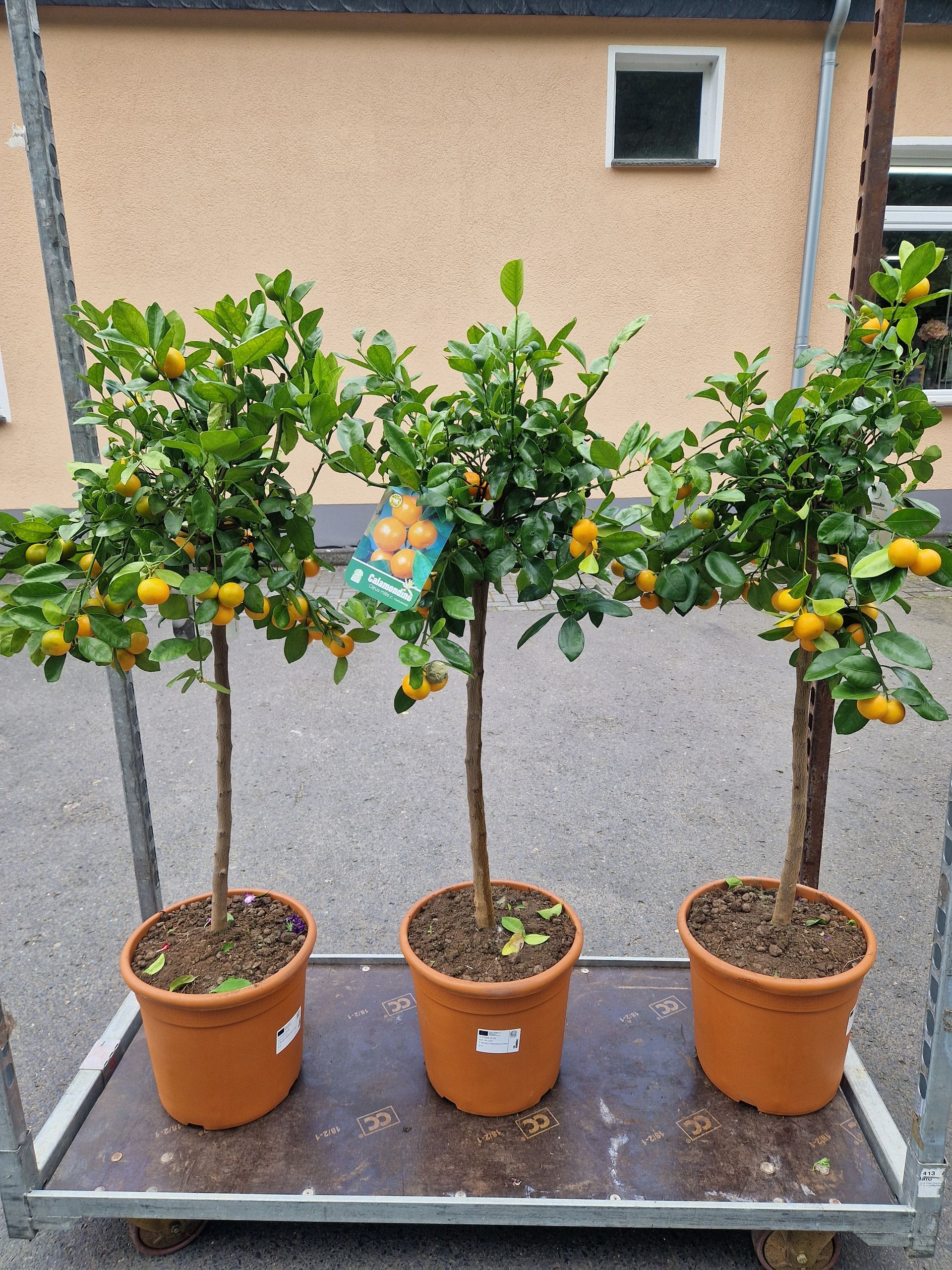 Drei Topfpflanzen stehen auf einem Wagen vor einem Gebäude