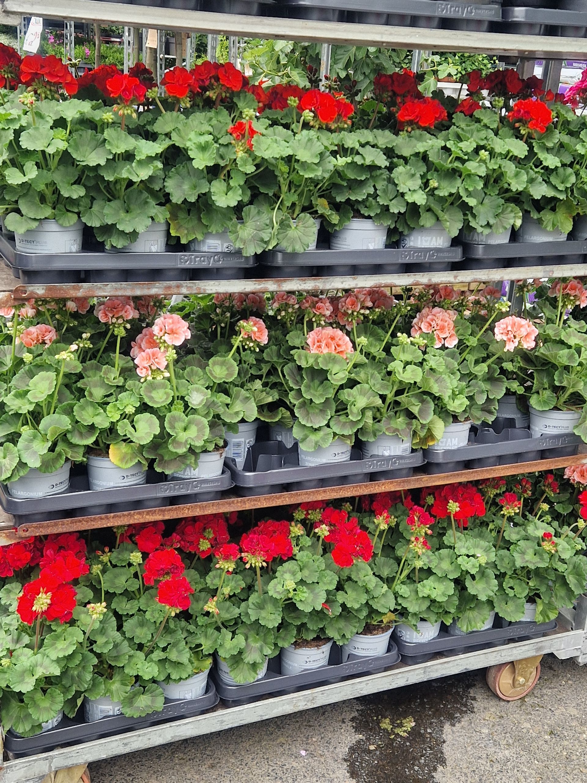 Ein Wagen voller roter Blumen und grüner Blätter.