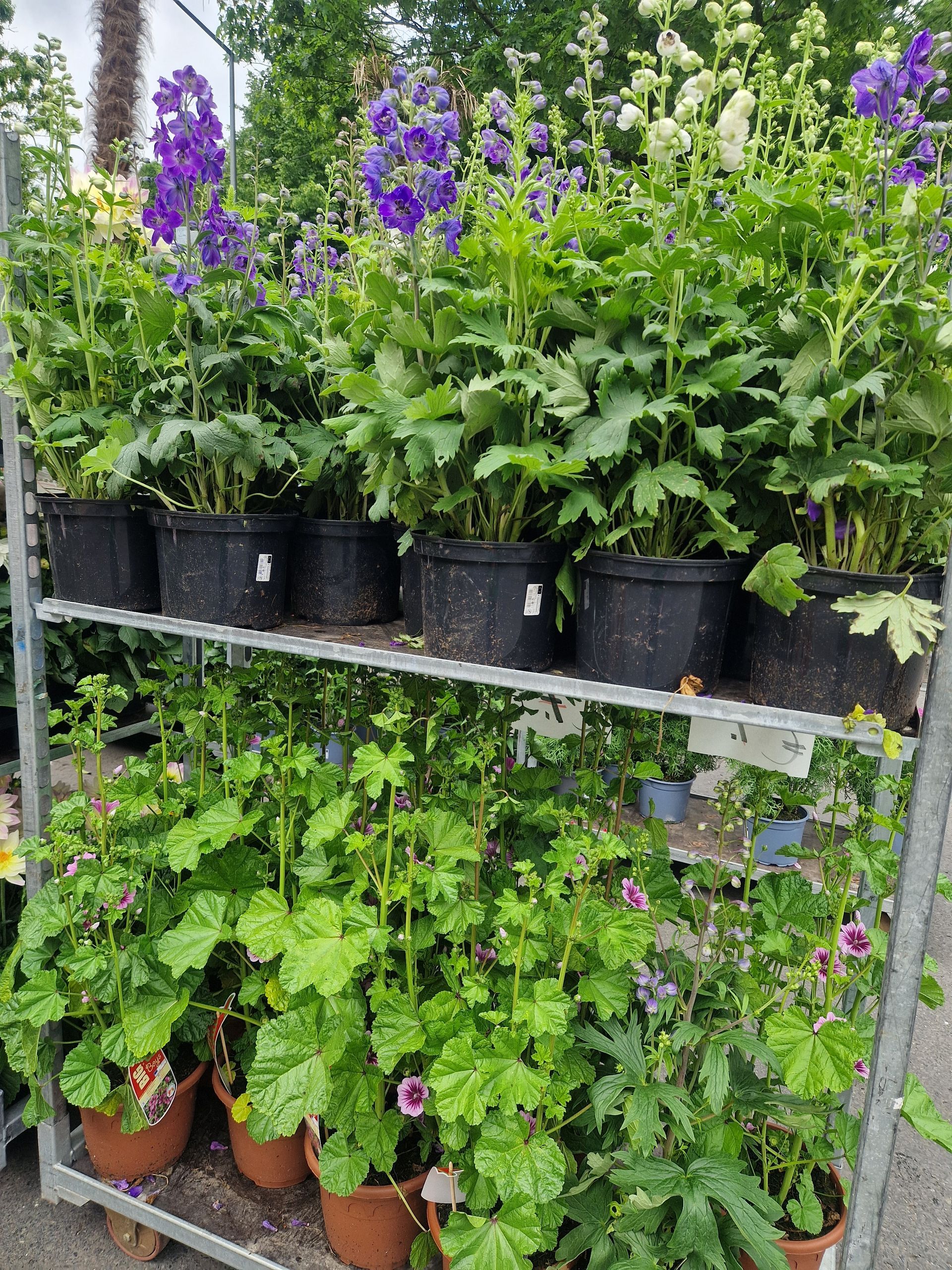 Ein Regal voller Topfpflanzen und lila Blumen.