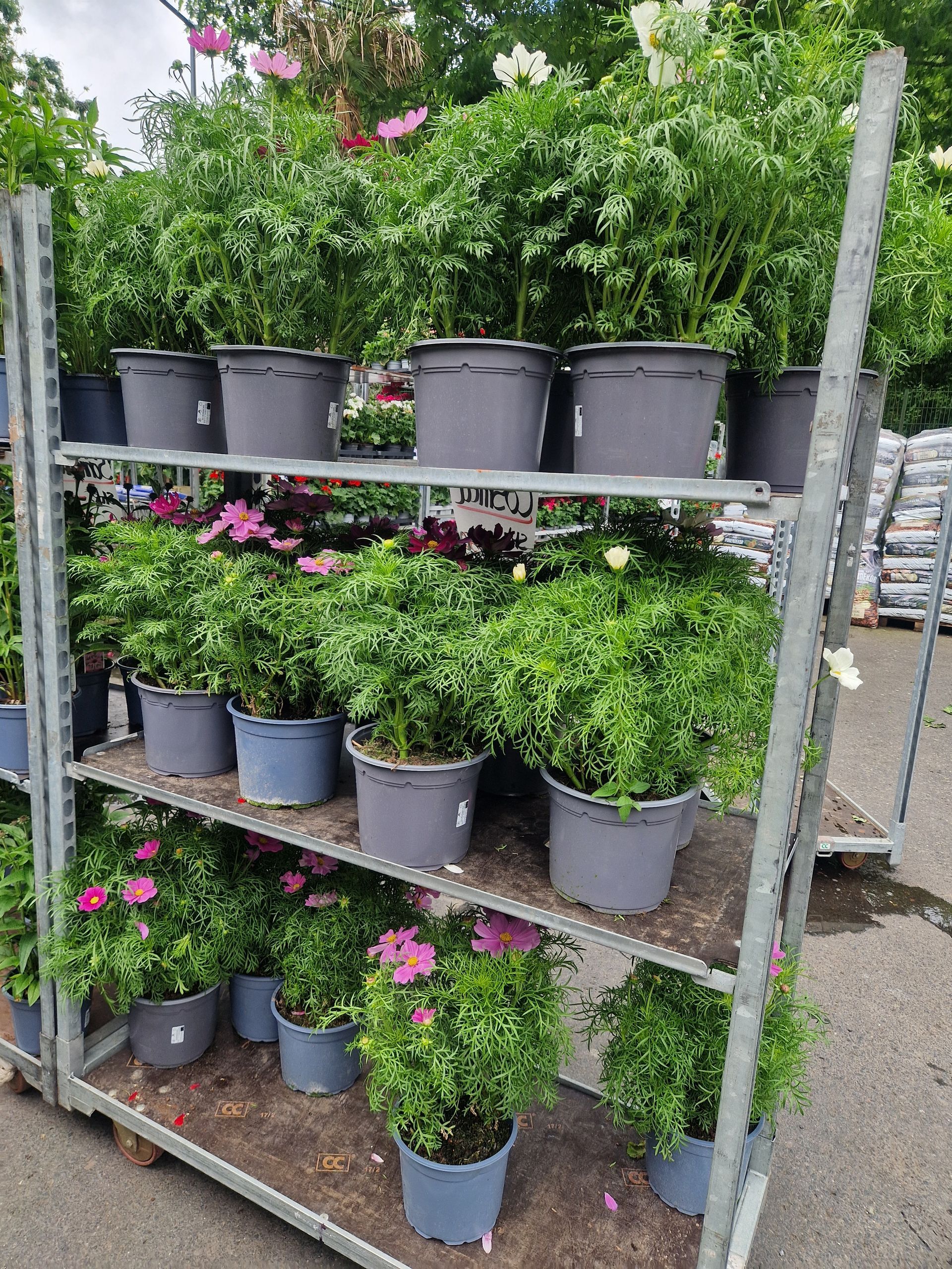 Auf dem Boden steht ein Wagen voller Topfpflanzen.