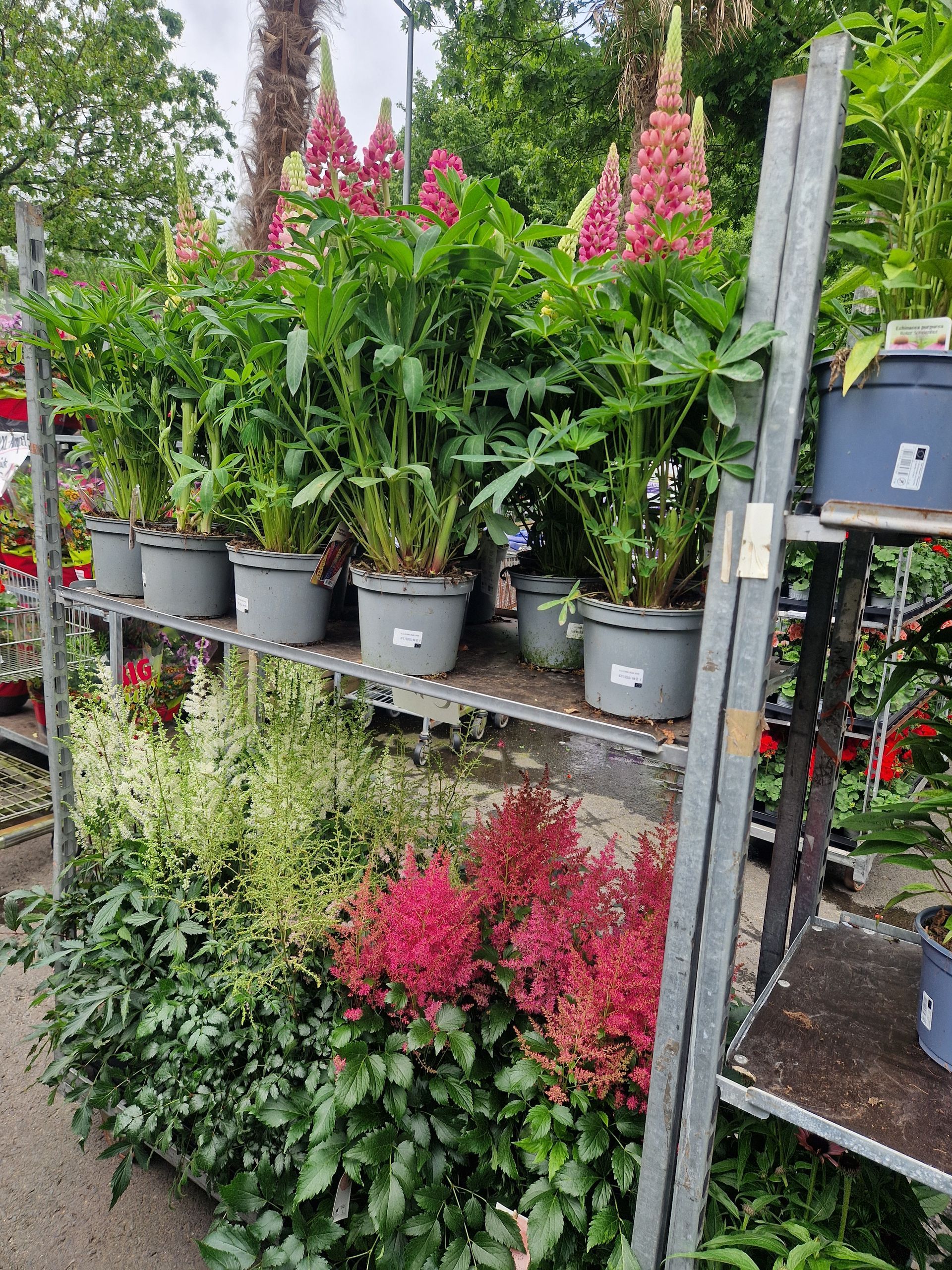 Eine Reihe von Regalen voller Topfpflanzen und Blumen.