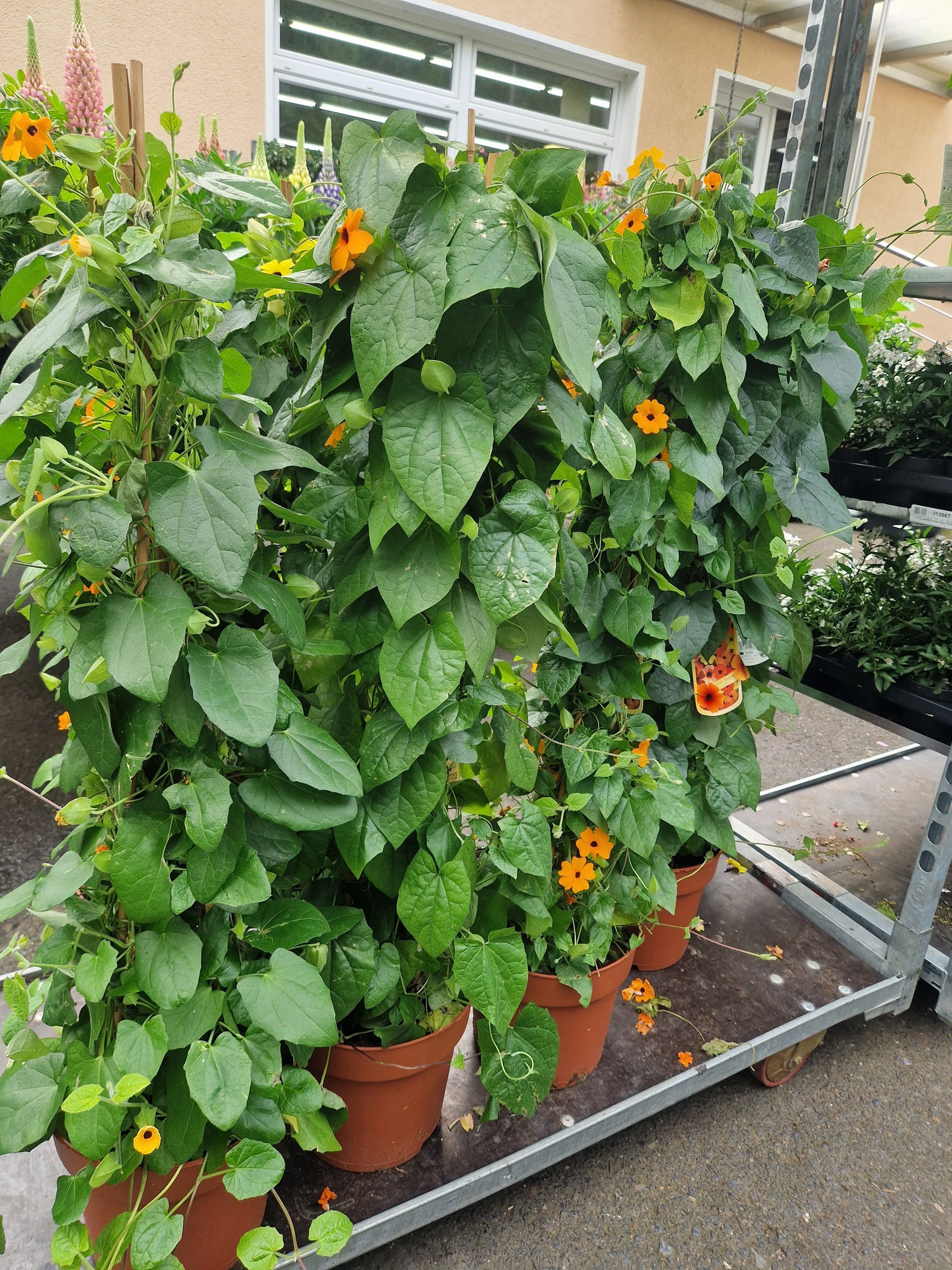 Auf einem Wagen stehen mehrere Topfpflanzen.