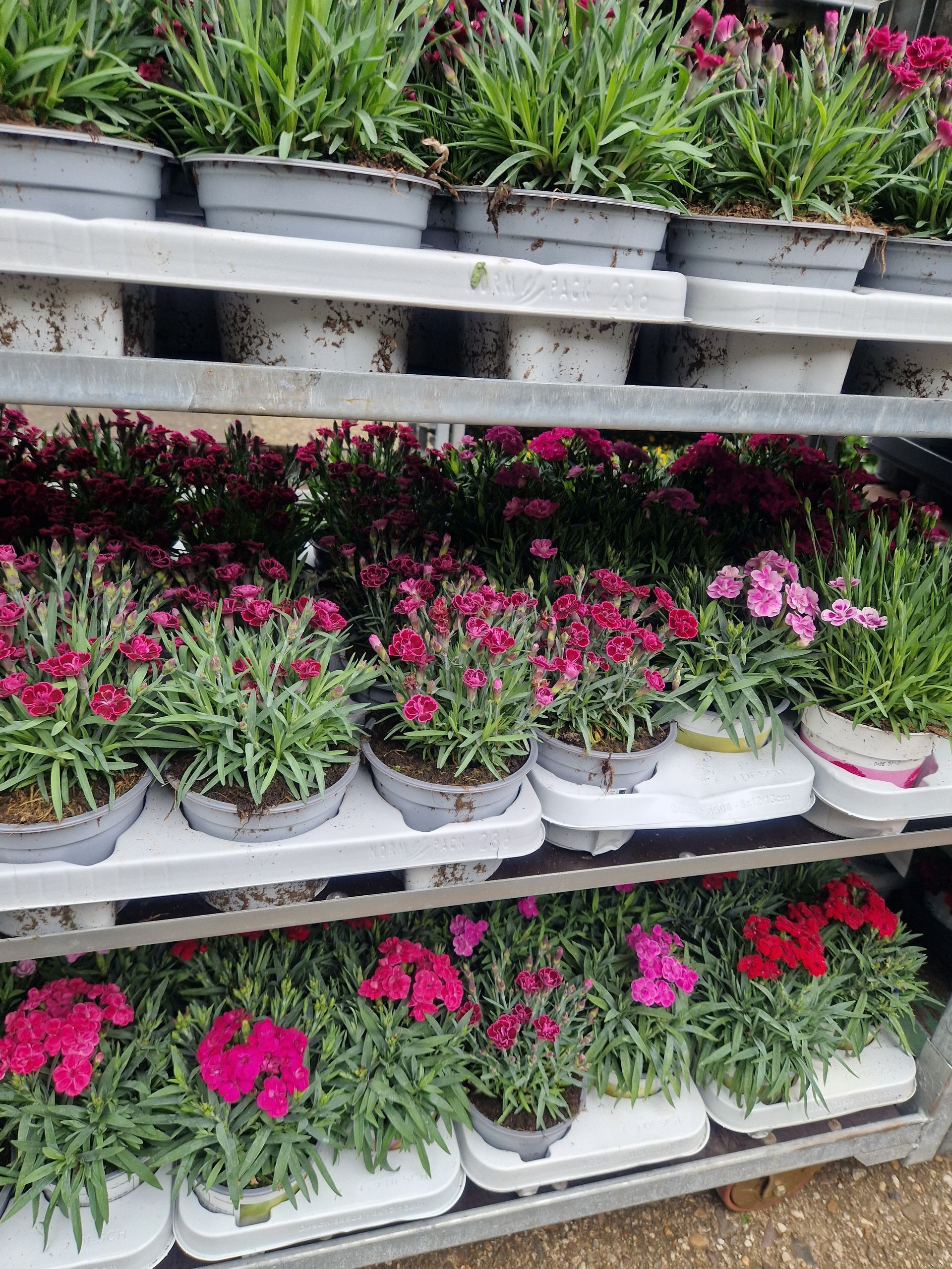 Blumenhof Eymold - Gärtnerin hält einen kleinen Topf mit lilafarbenen Blumen