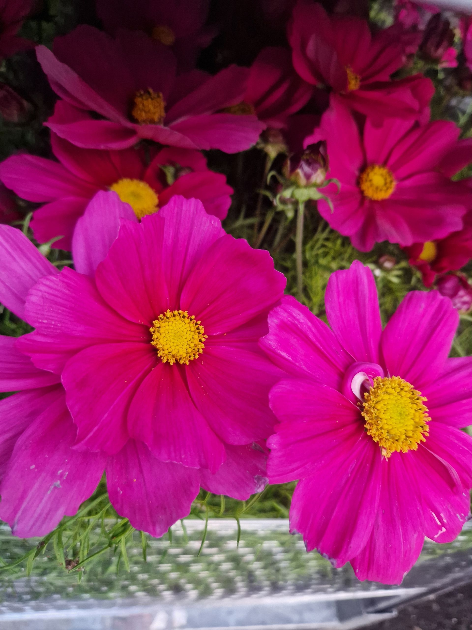 Ein Strauß rosa Blumen mit gelber Mitte