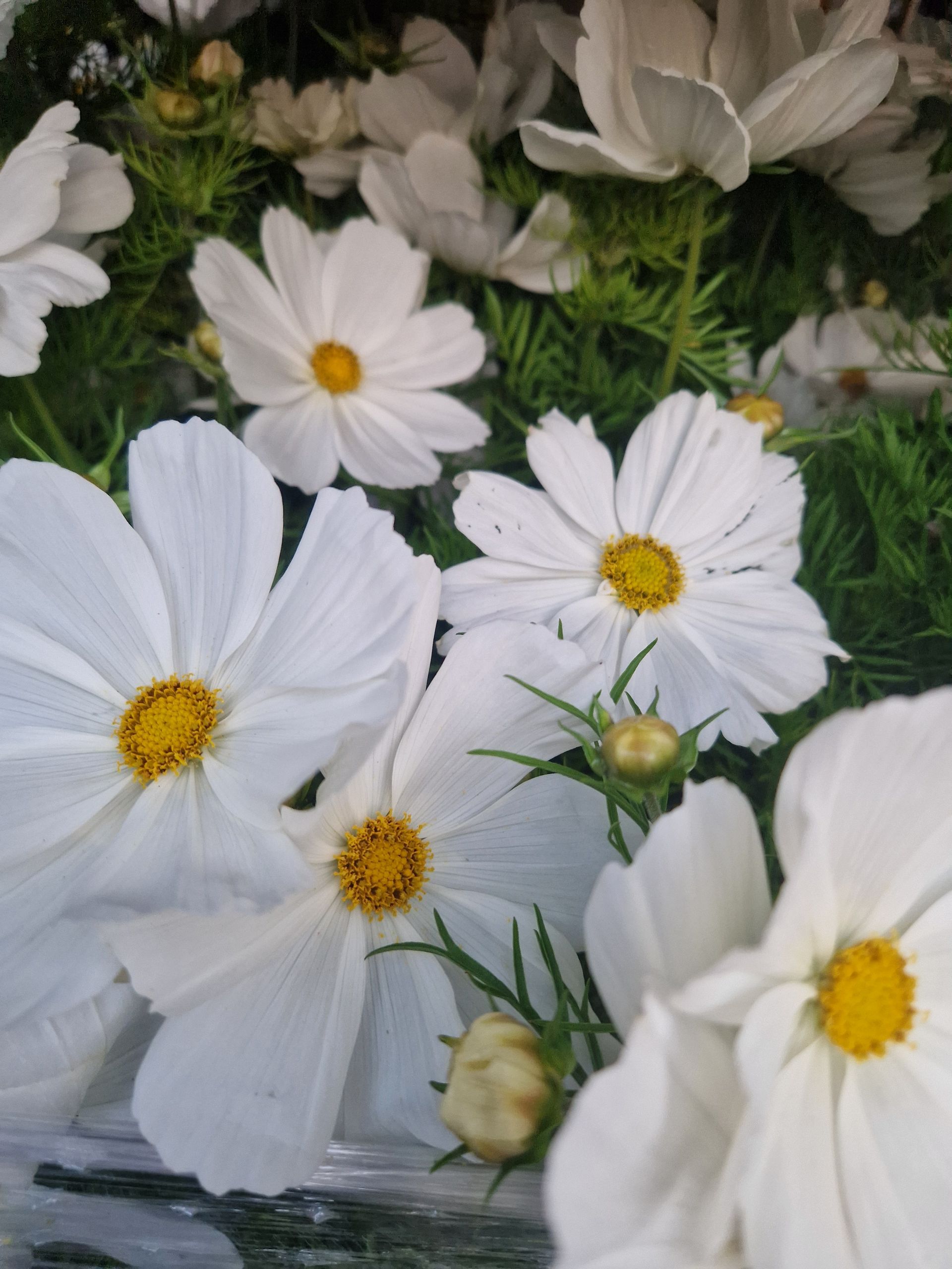 Ein Strauß weißer Blumen mit gelber Mitte