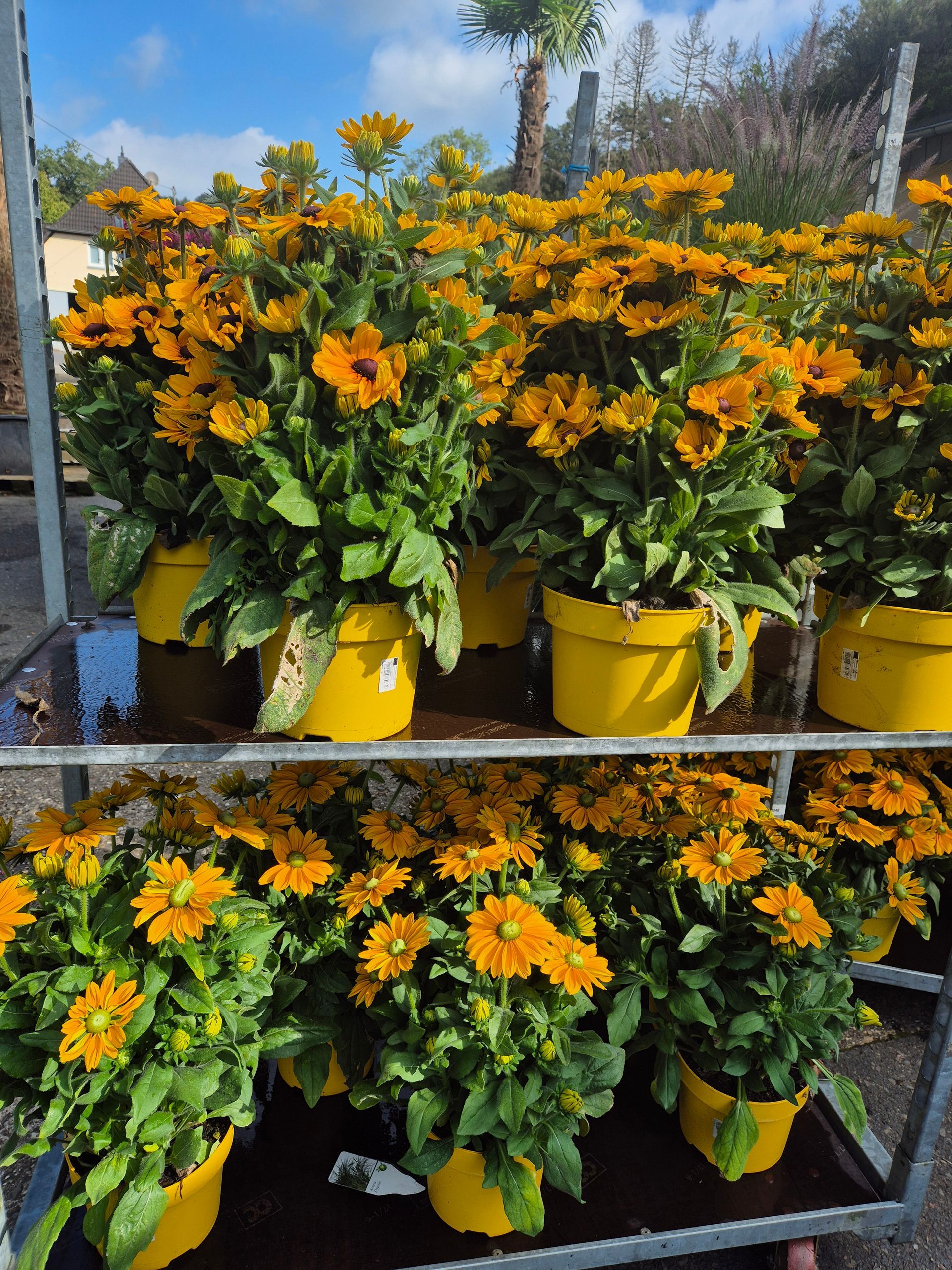 Ein Strauß gelber Topfblumen auf einem Wagen