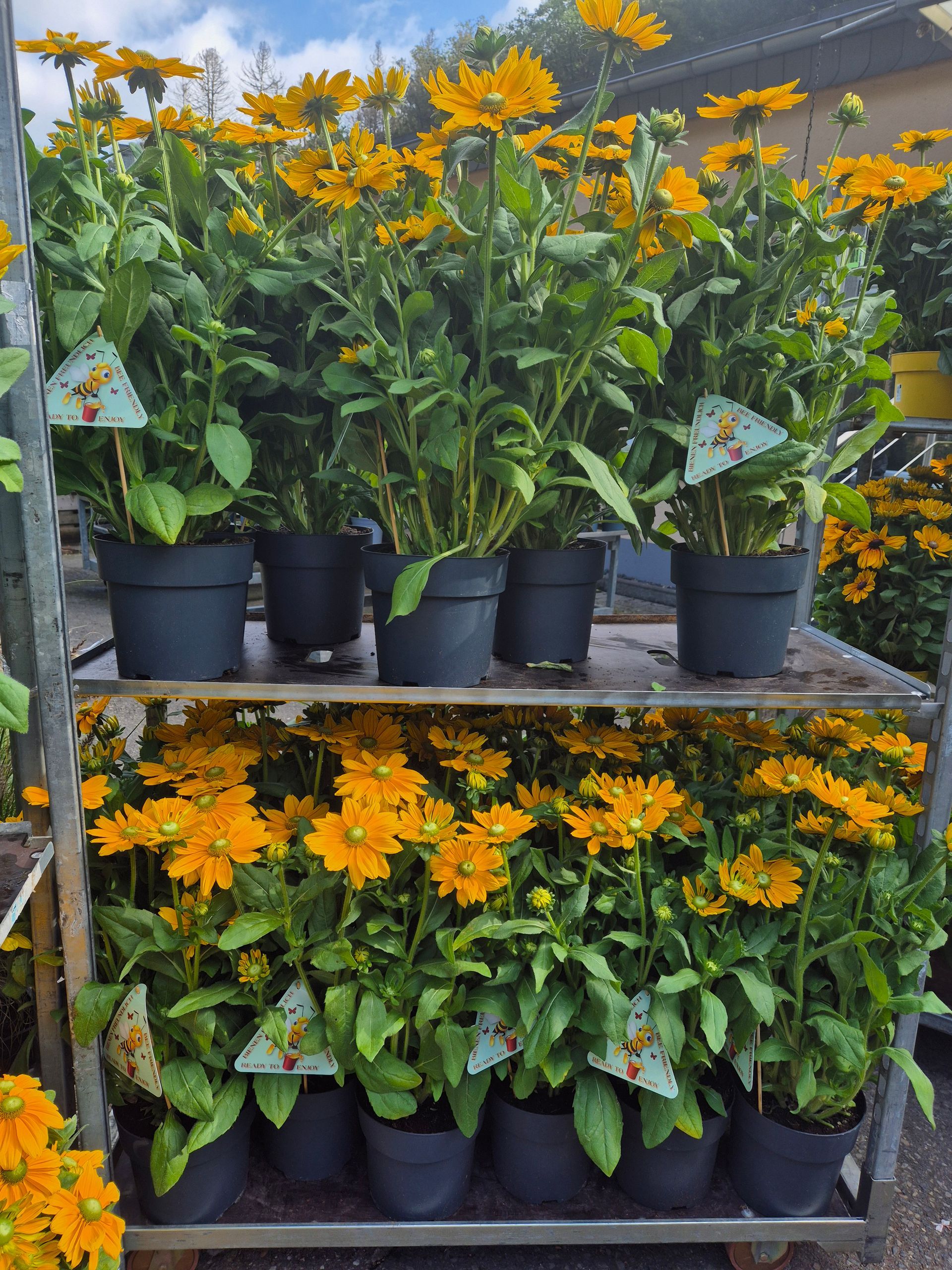 Ein Regal voller Topfpflanzen mit gelben Blüten