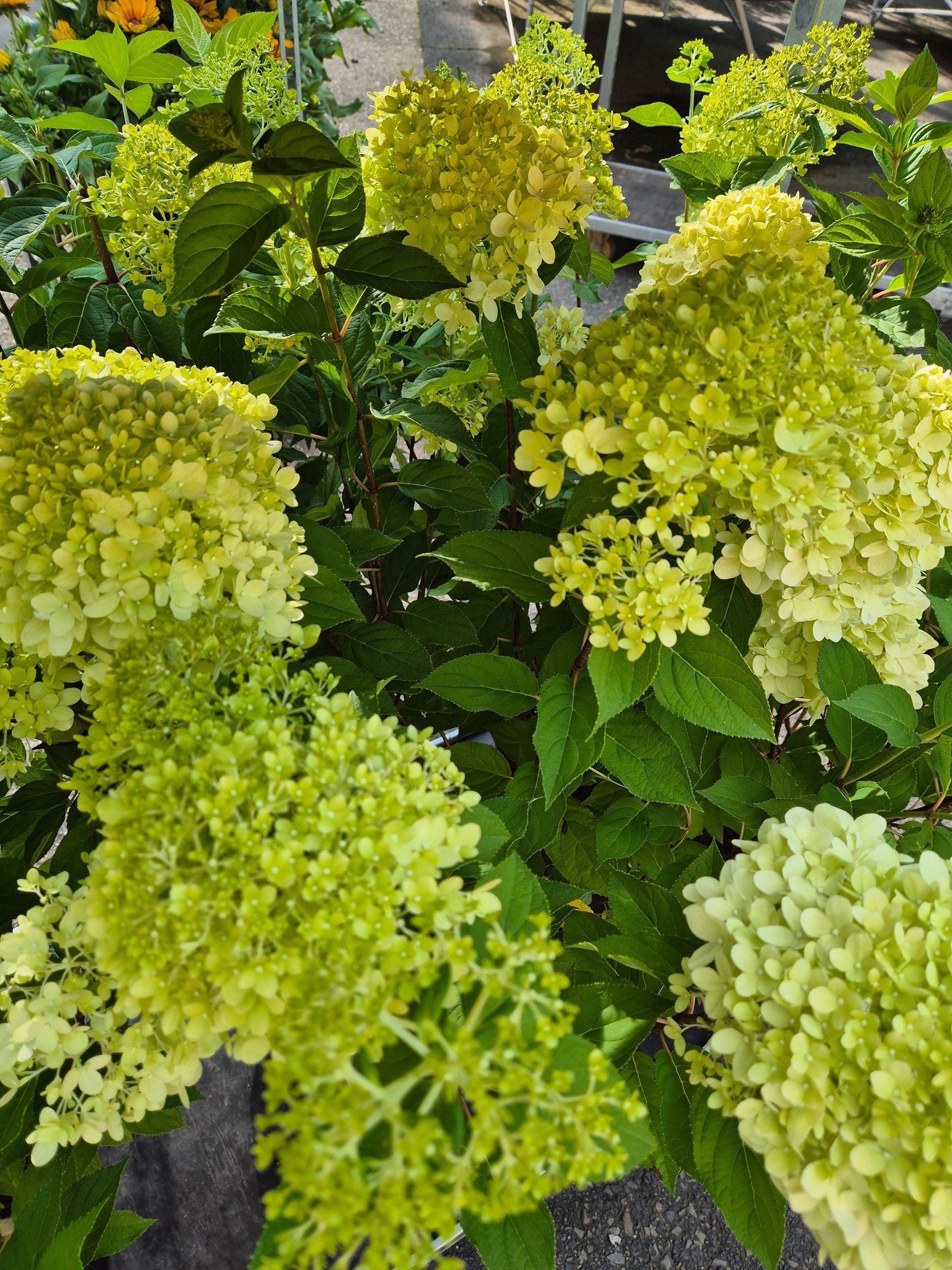Ein Busch mit vielen grünen Blüten und Blättern