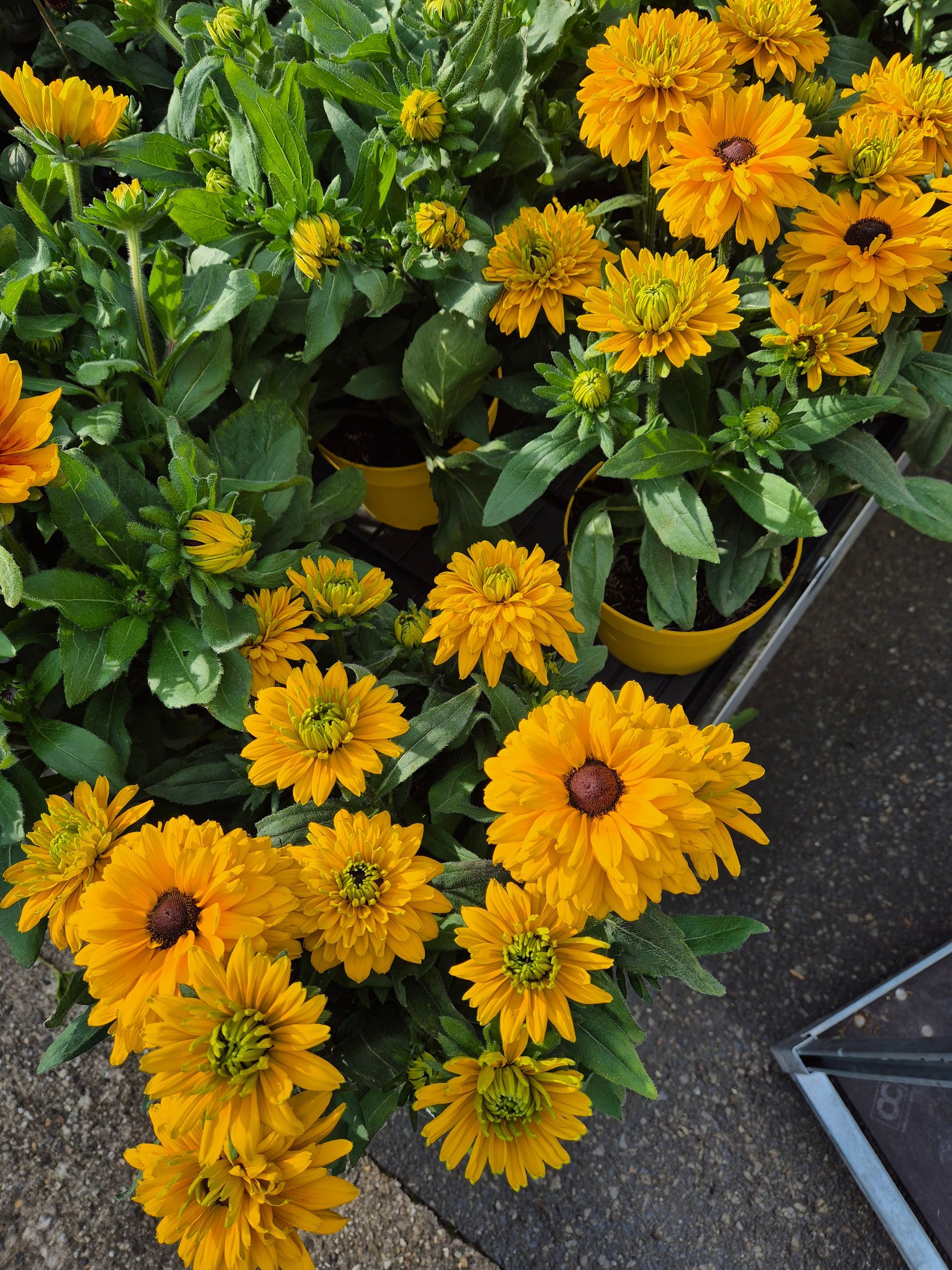 Ein Strauß gelber Blumen mit grünen Blättern