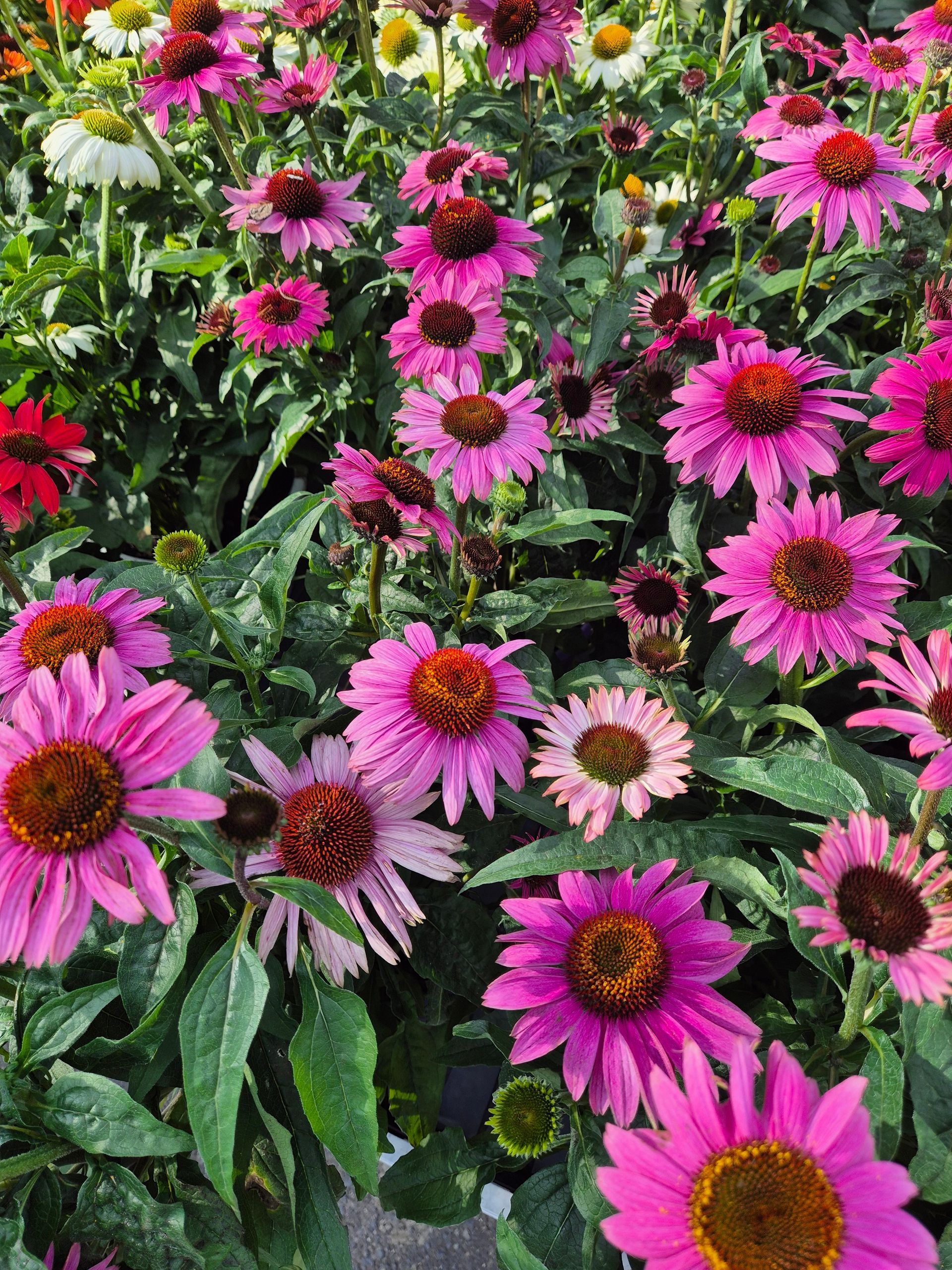 In einem Garten wächst ein Strauß rosa Blumen.