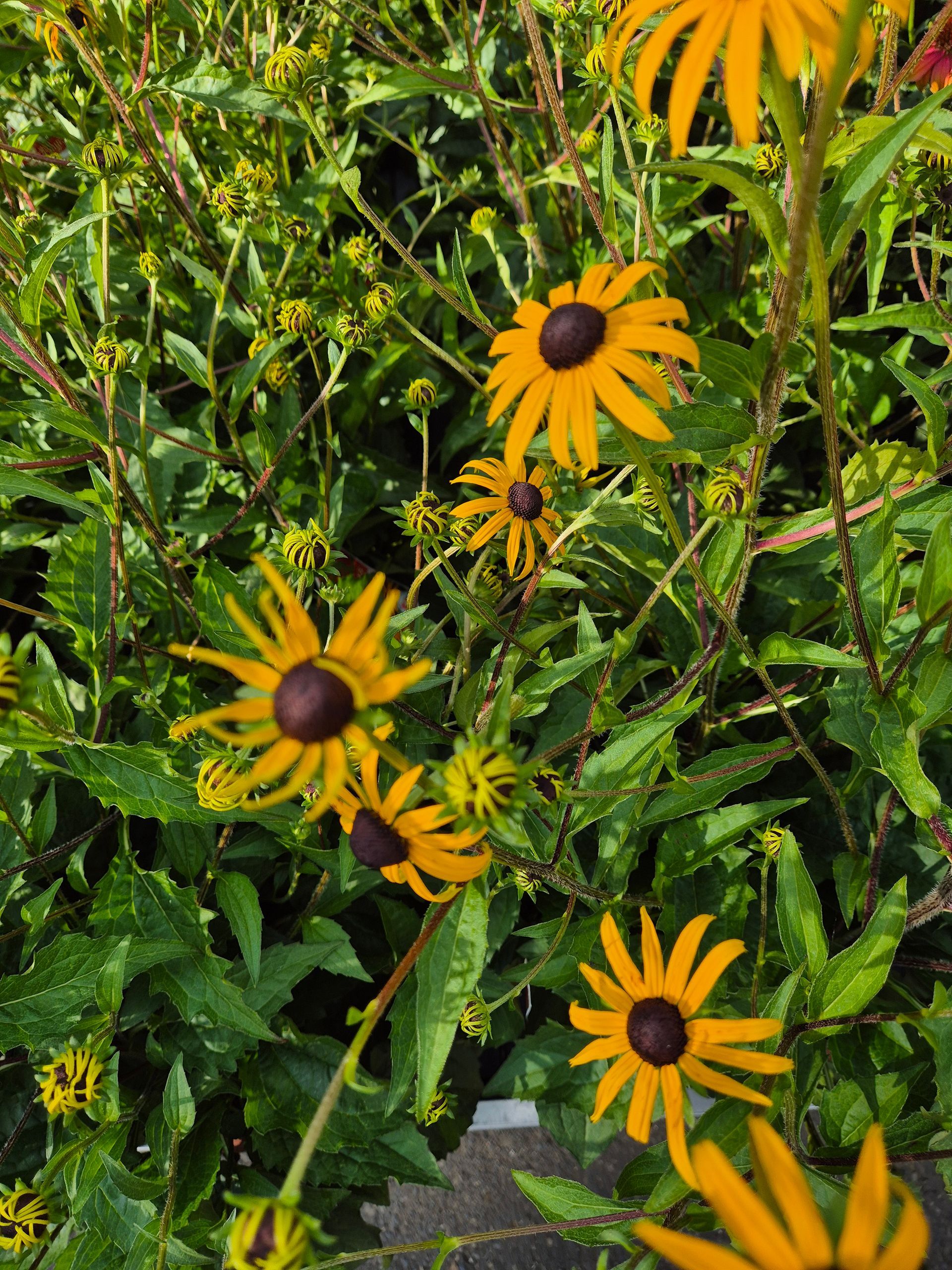 Ein Strauß gelber Blumen, umgeben von grünen Blättern