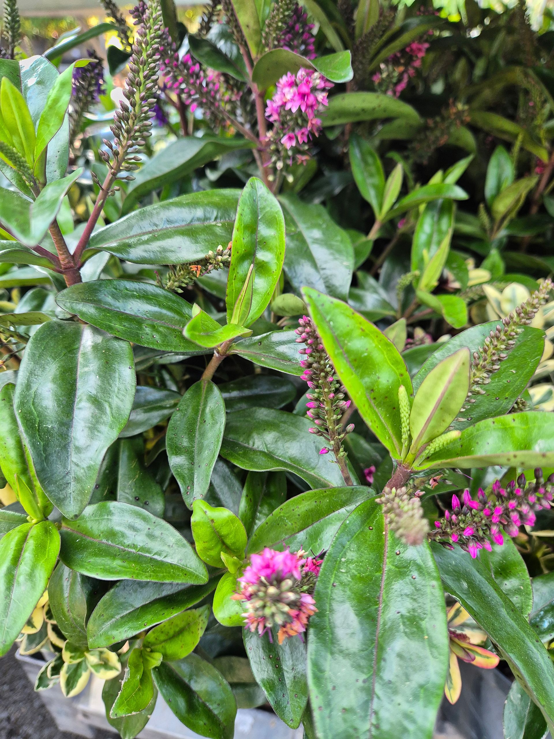 Blumenhof Eymold - verschiedene Gartenwerkzeuge, Töpfe und Pflanzen bilden eine bunte und dekorative Collage