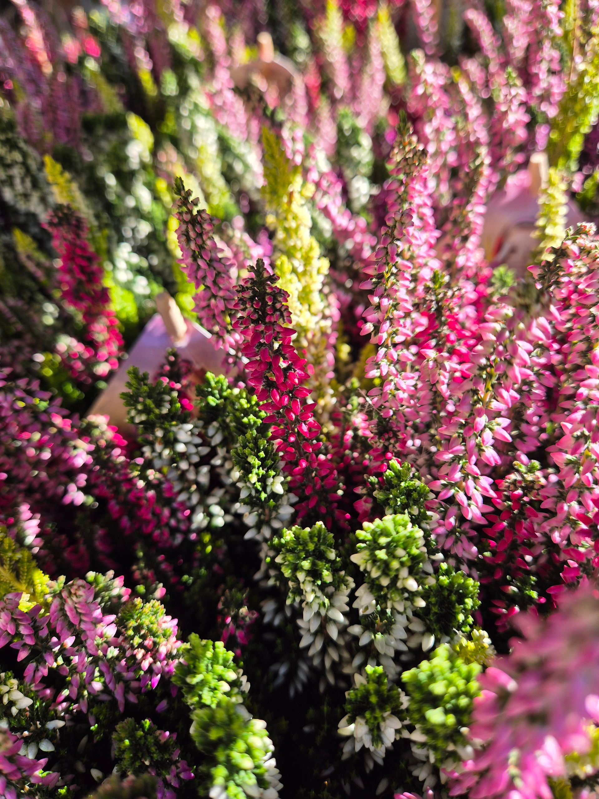 Blumenhof Eymold - Blumenverkäuferin packt ein Bouquet in eine weiße Einkaufstüte