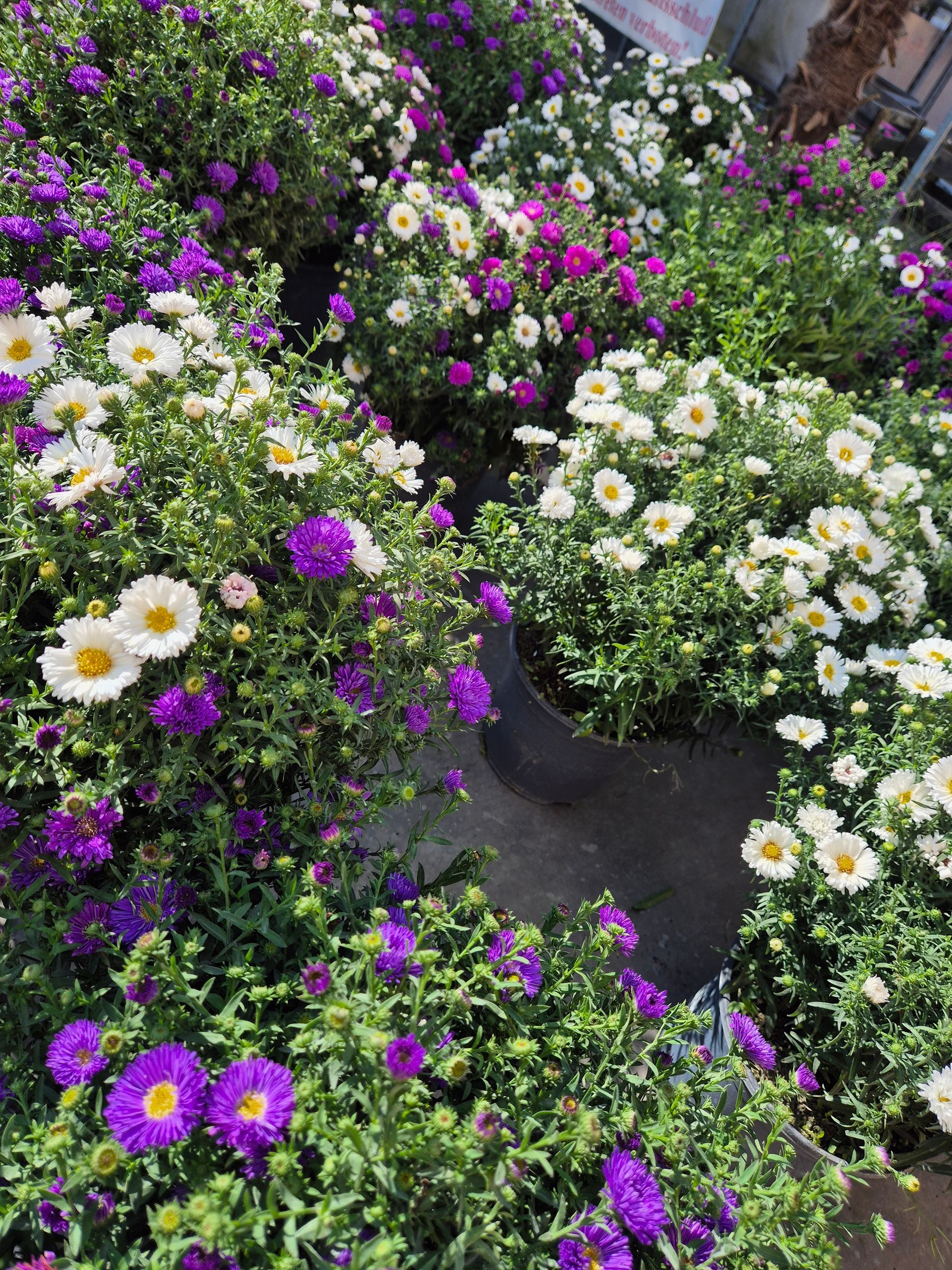 Ein Strauß lila und weißer Blumen in Töpfen