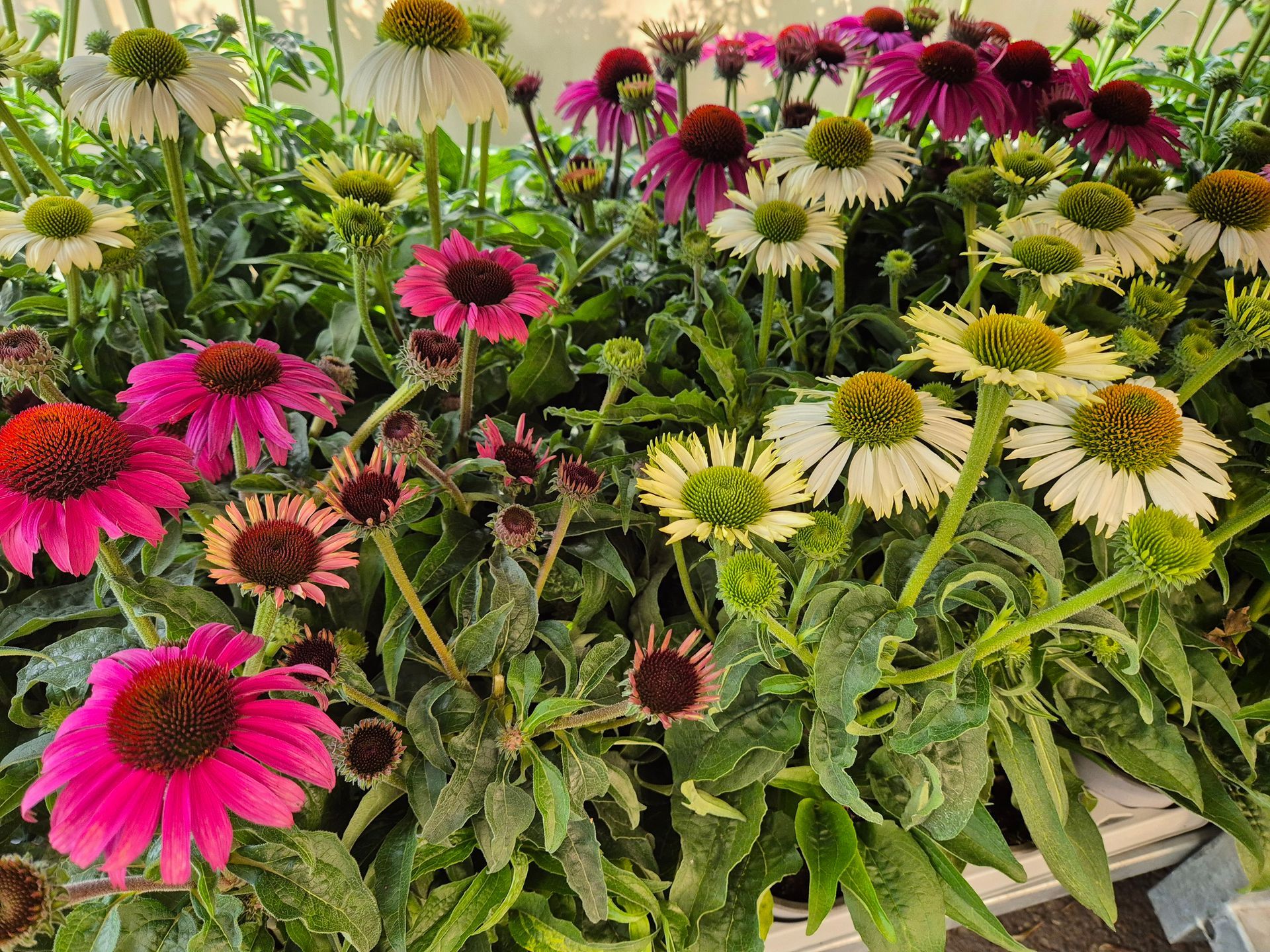 In einem Topf wächst ein Strauß verschiedenfarbiger Blumen.