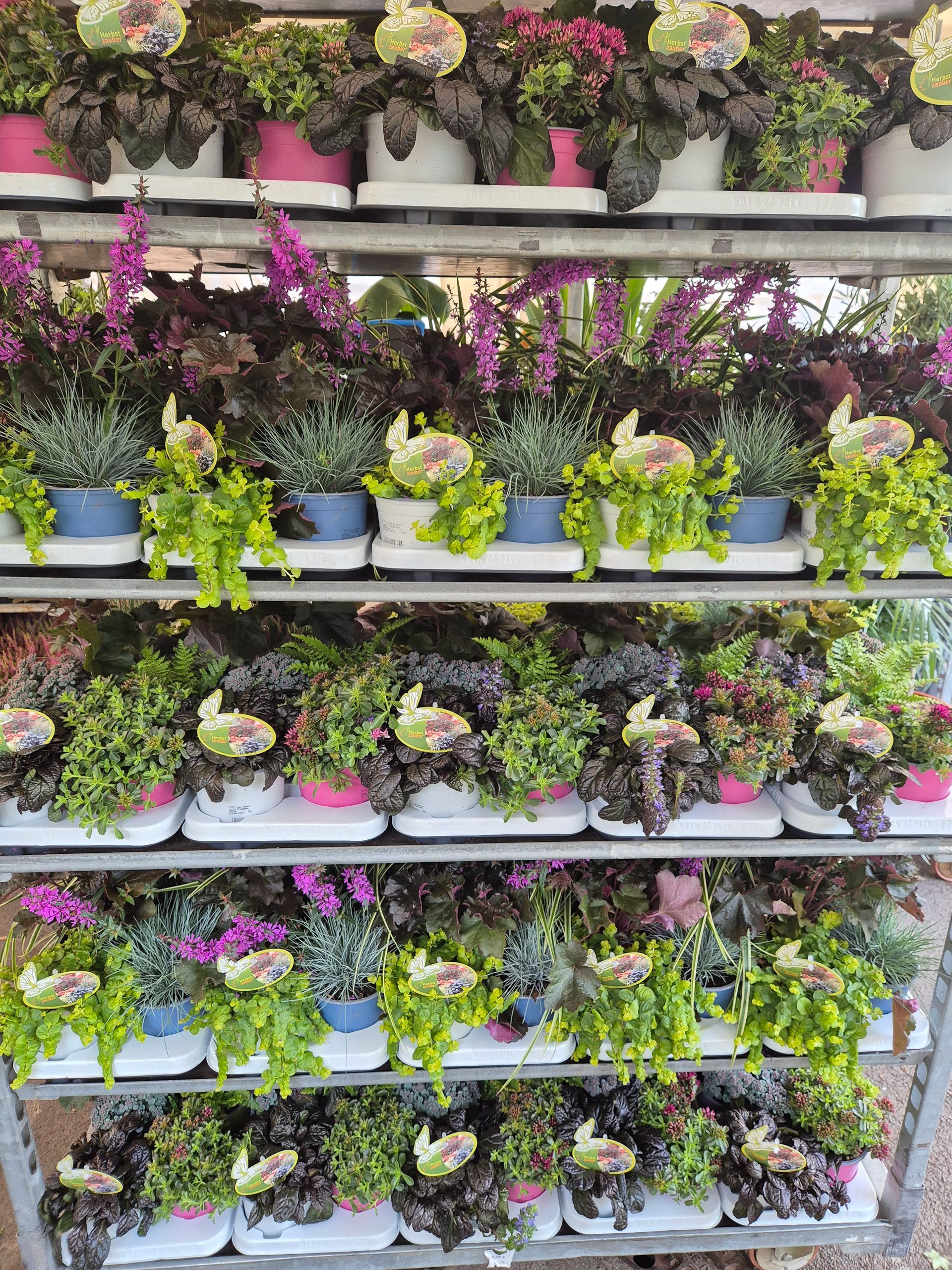 Ein Regal mit vielen Topfpflanzen und Blumen.