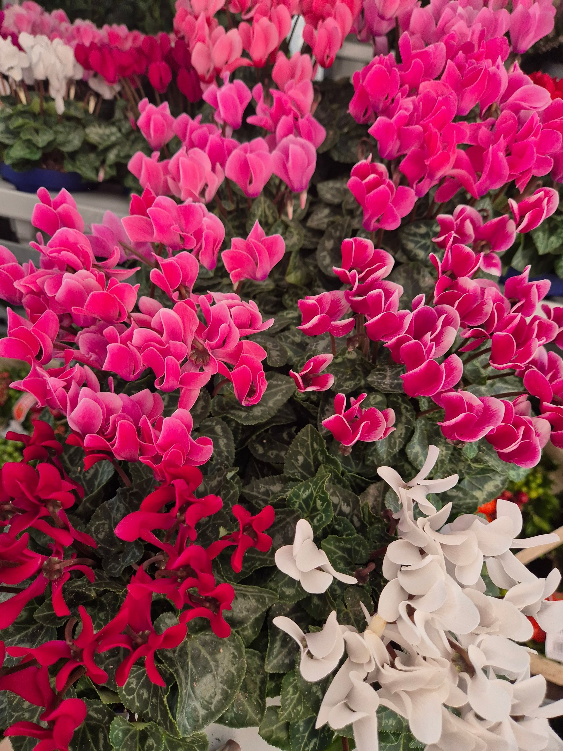 Ein Strauß verschiedenfarbiger Blumen liegt übereinander.