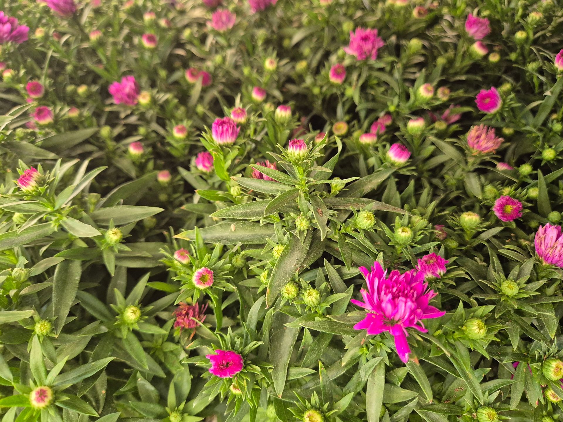 In einem Garten wächst ein Strauß rosa Blumen.