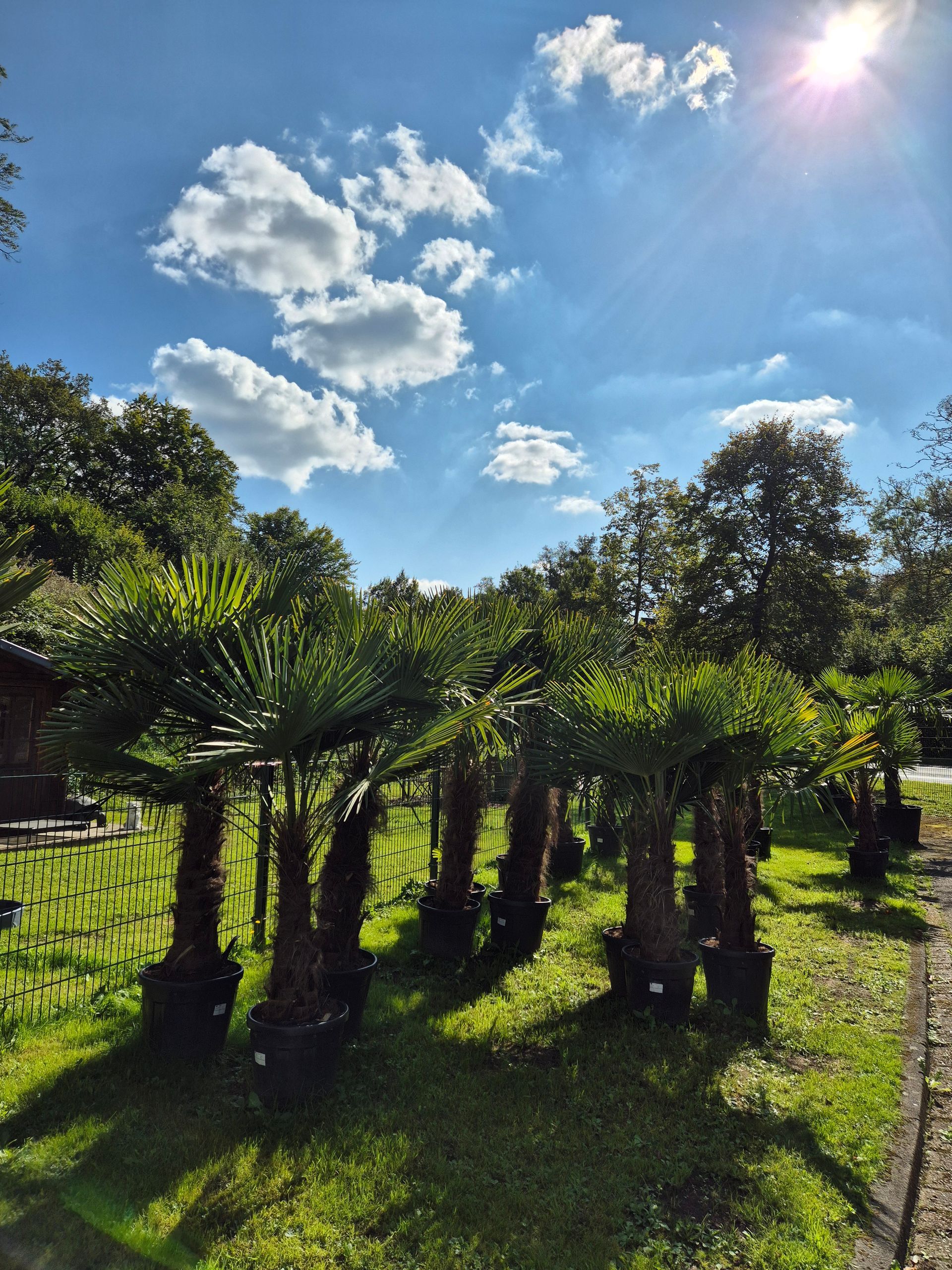 Eine Reihe von Palmen auf einem Feld, die Sonne scheint durch die Wolken