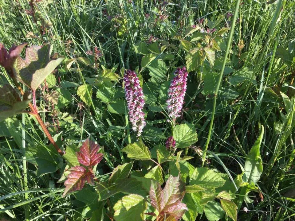 Agroservice M+H AG Landschaftsbau