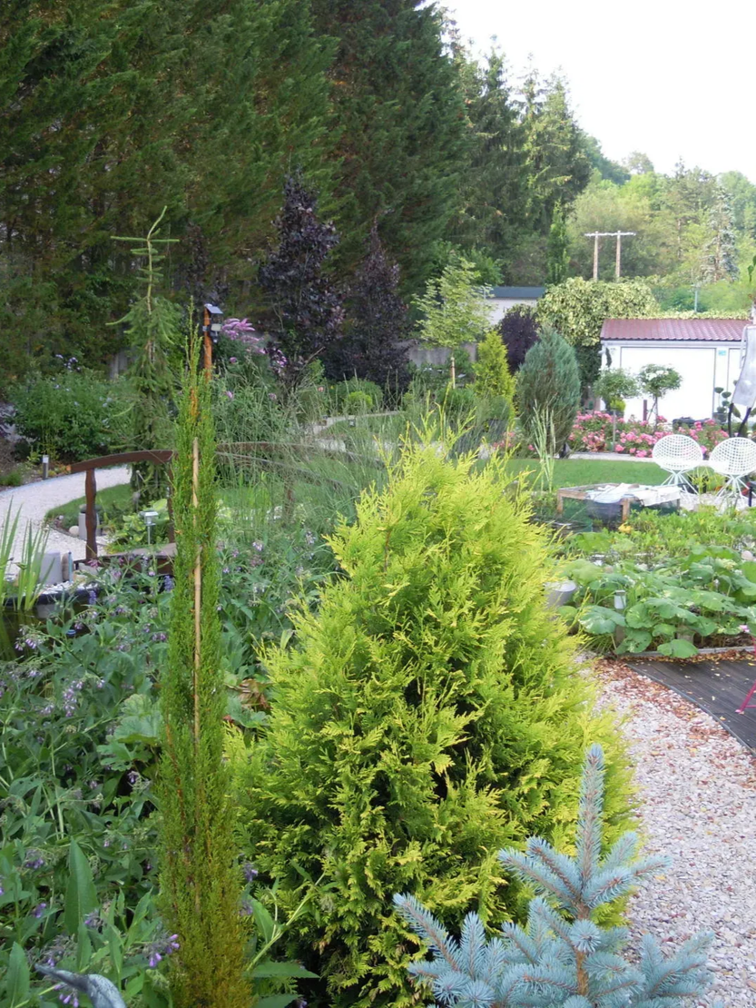 Vue d'un jardin luxuriant avec un conifère vert citron éclatant, un cyprès élancé et un épicéa bleu sur fond boisé.