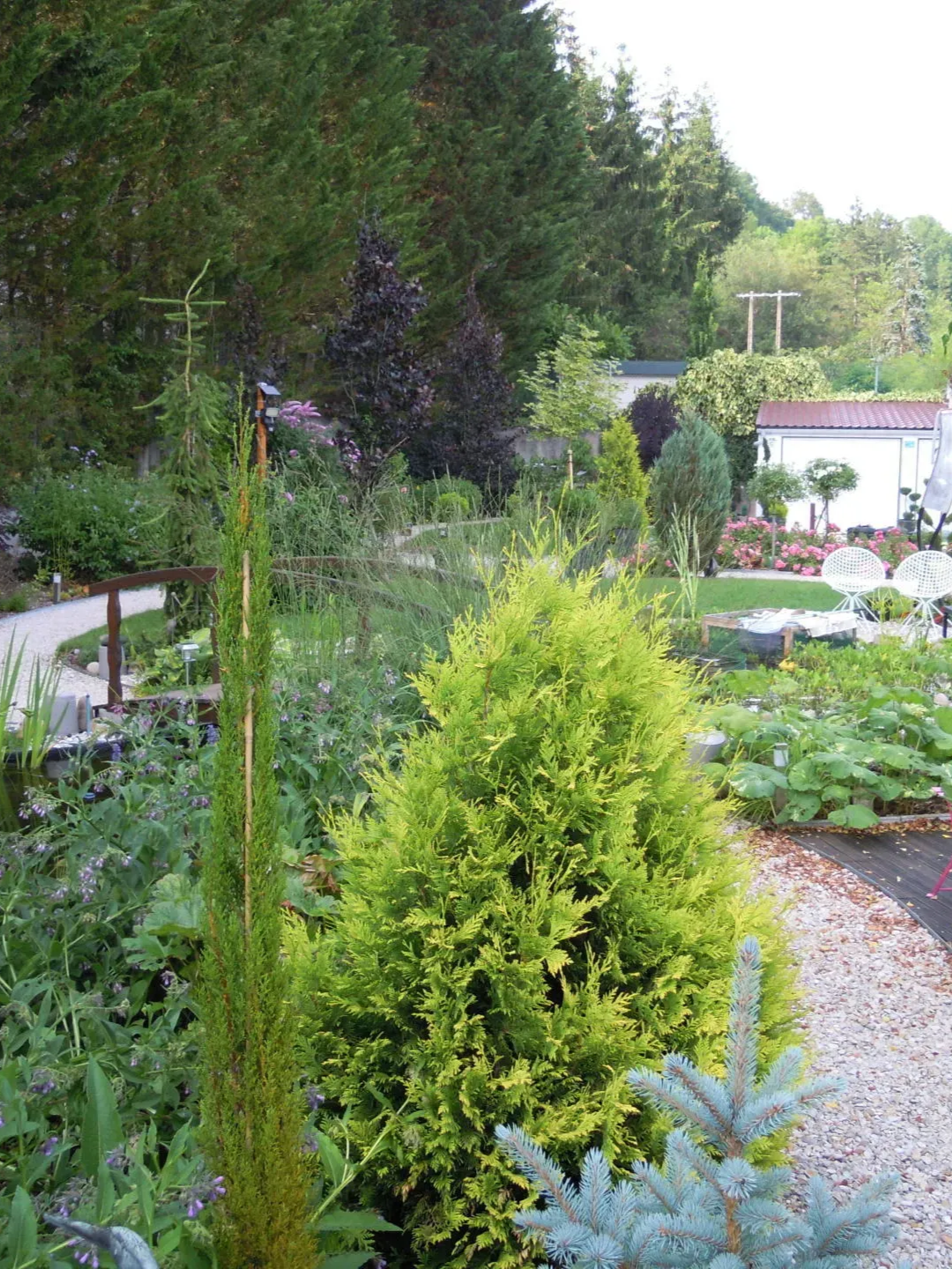 Vue d'un jardin luxuriant avec un conifère vert citron éclatant, un cyprès élancé et un épicéa bleu sur fond boisé.