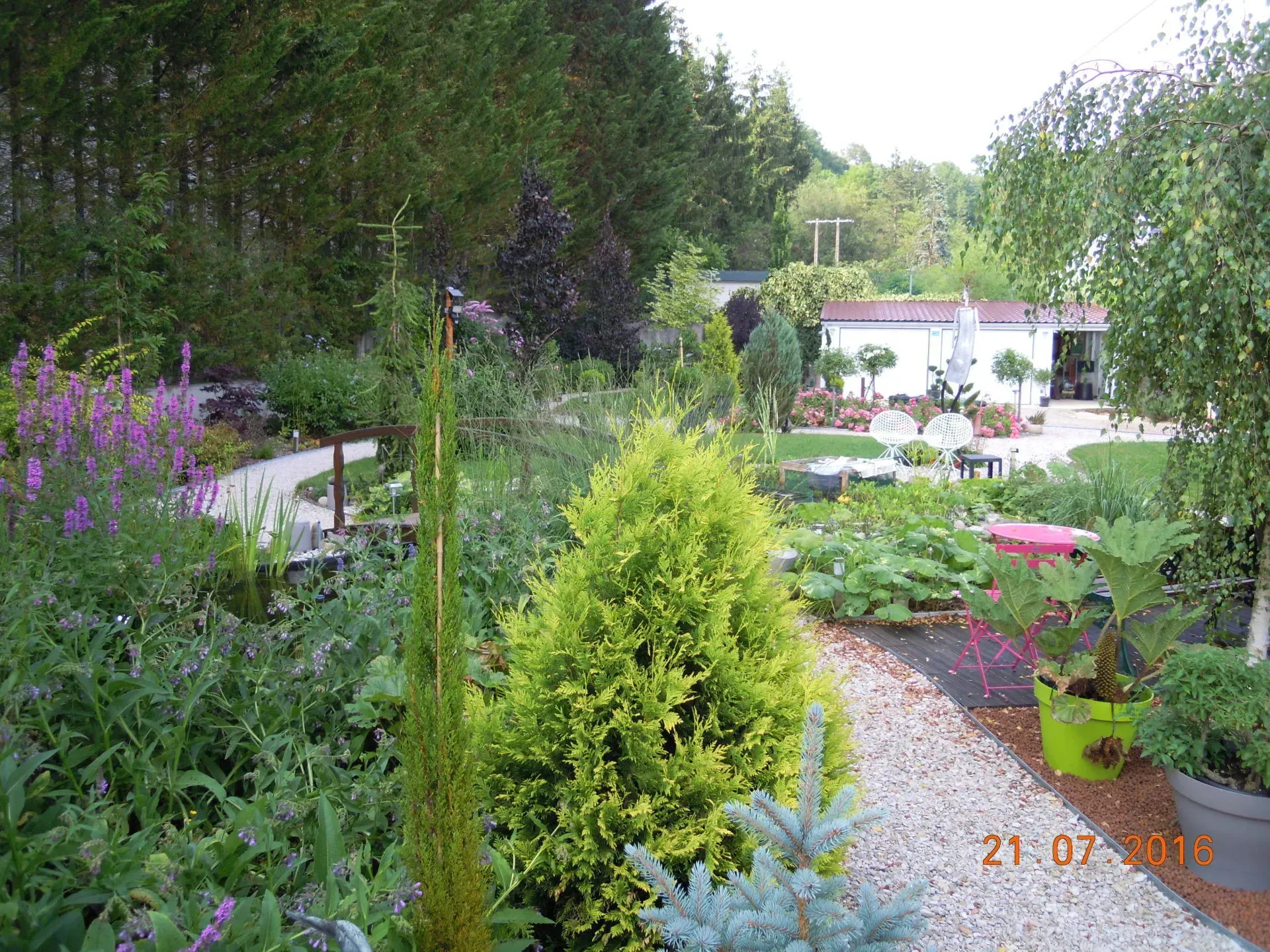 Vue d'un jardin luxuriant avec un conifère vert citron éclatant, un cyprès élancé et un épicéa bleu sur fond boisé.