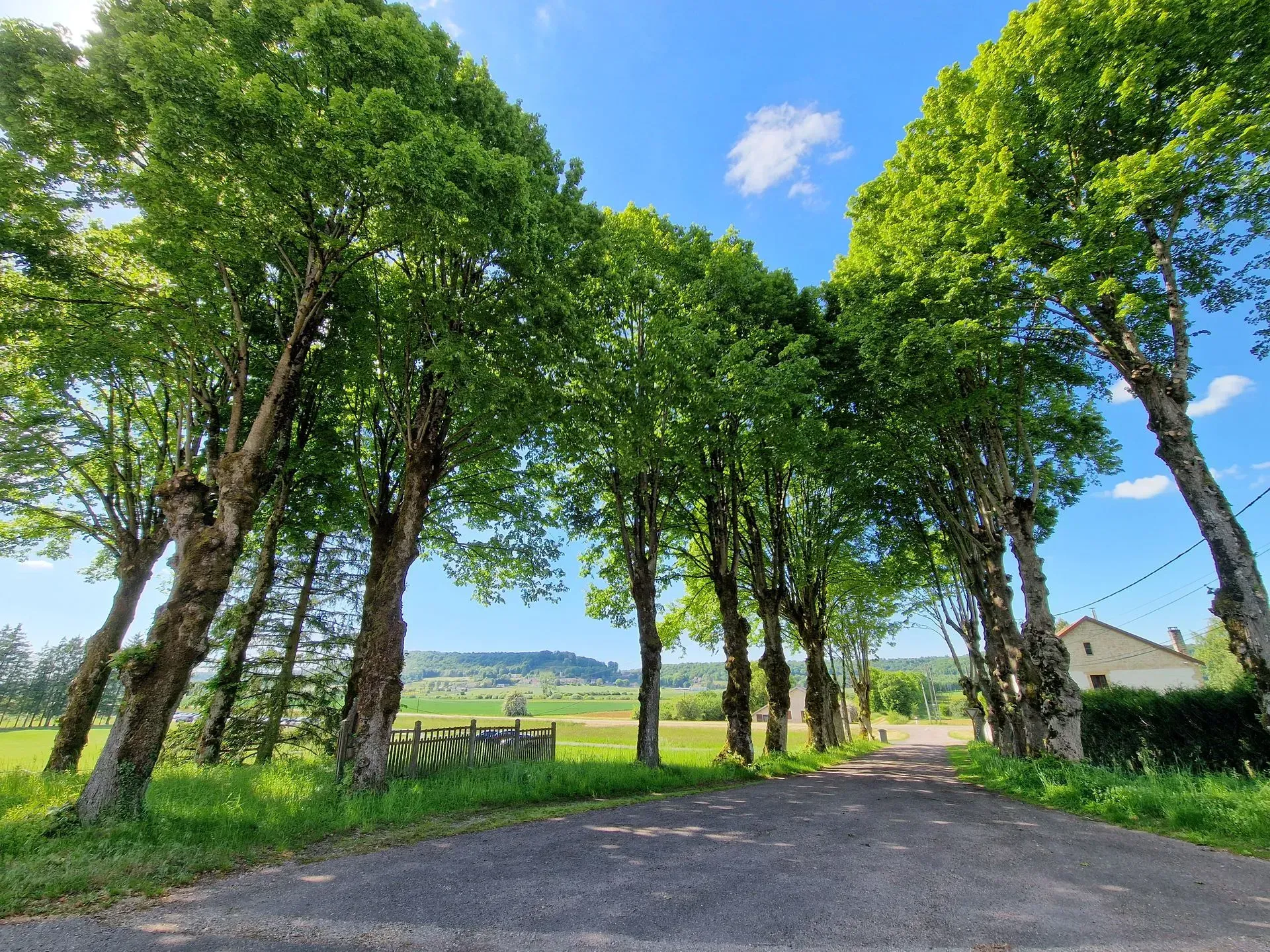 Un chemin de terre serpente entre deux rangées de grands arbres feuillus, sous un ciel d'un bleu éclatant, avec un champ herbeux au loin.