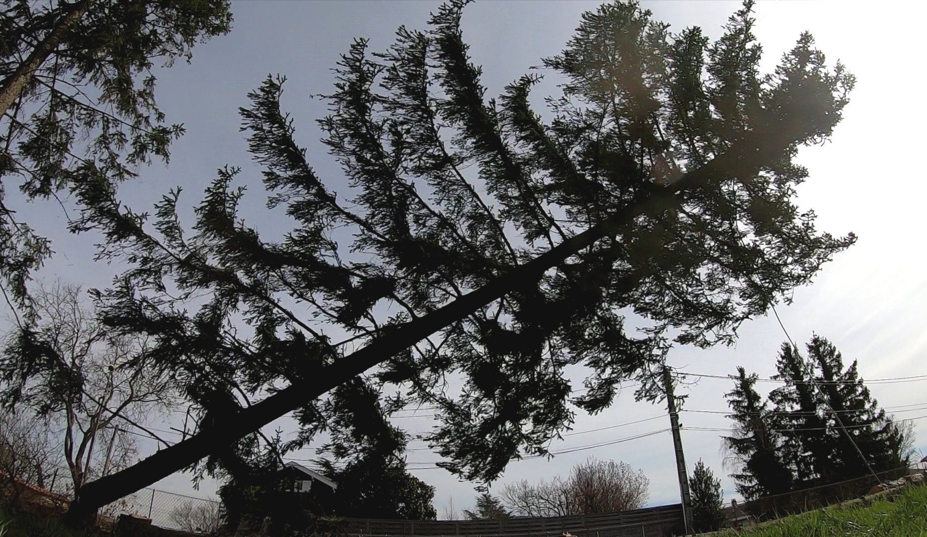Un grand conifère penche fortement vers la droite sur un ciel pâle, avec des lignes électriques visibles en arrière-plan.